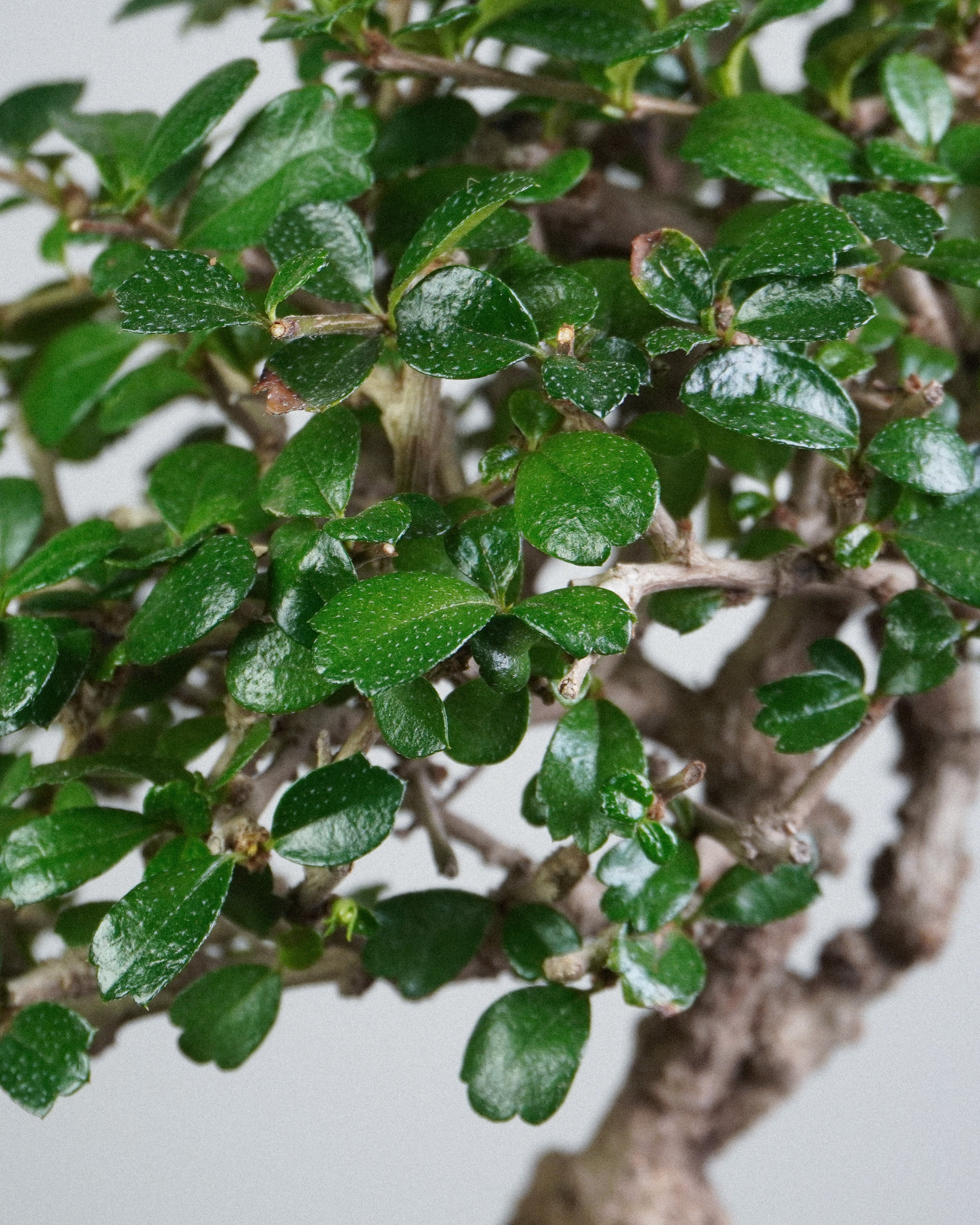 福建茶 Fukien Tea 翠綠亮澤葉片頂部特寫 盆栽香港室內植物