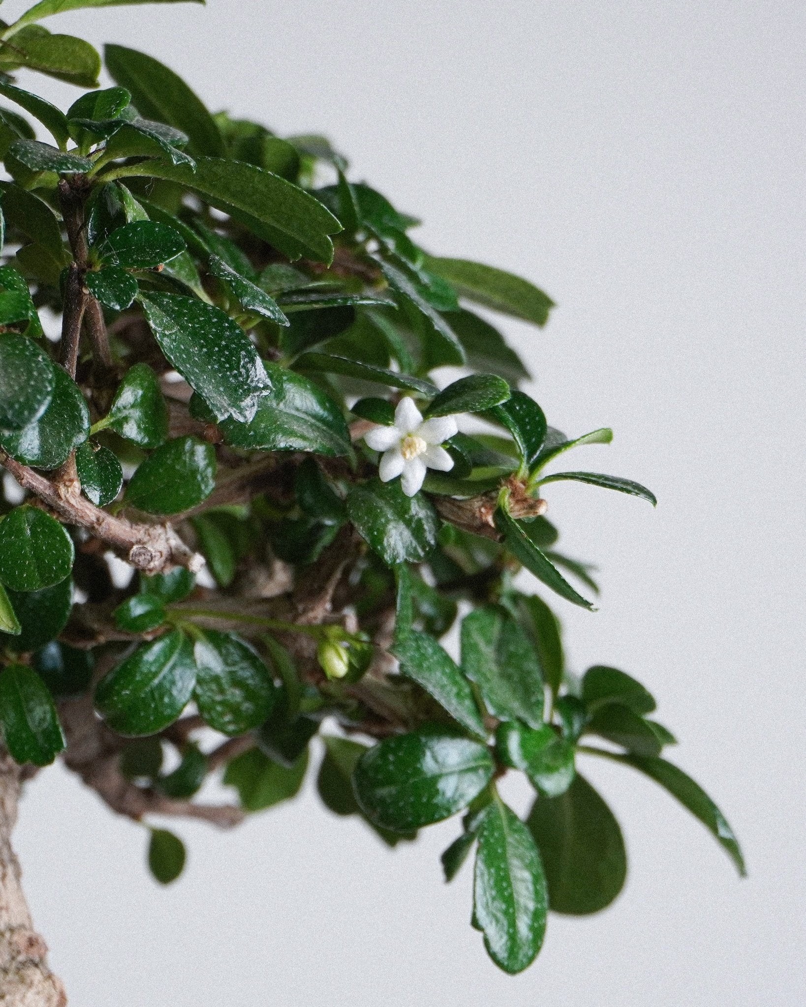 Fukien Tea - Bonso