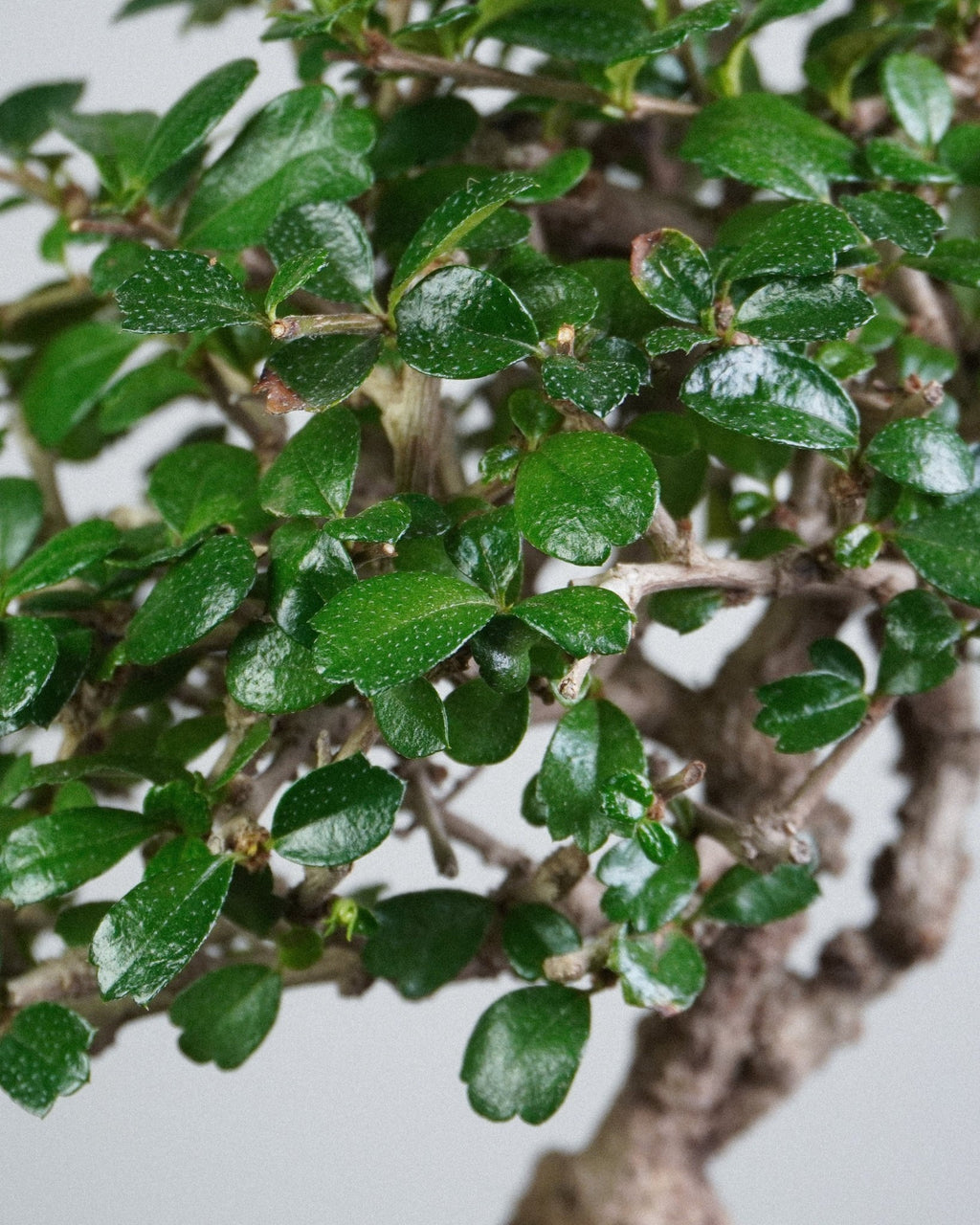 Fukien Tea - Bonso