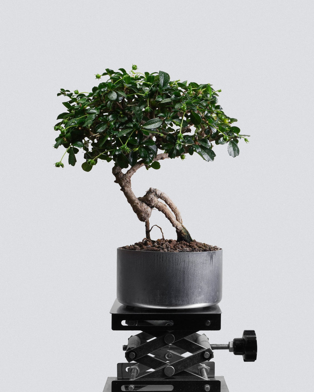 Fukien Tea - Bonso