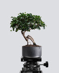 Fukien Tea - Bonso