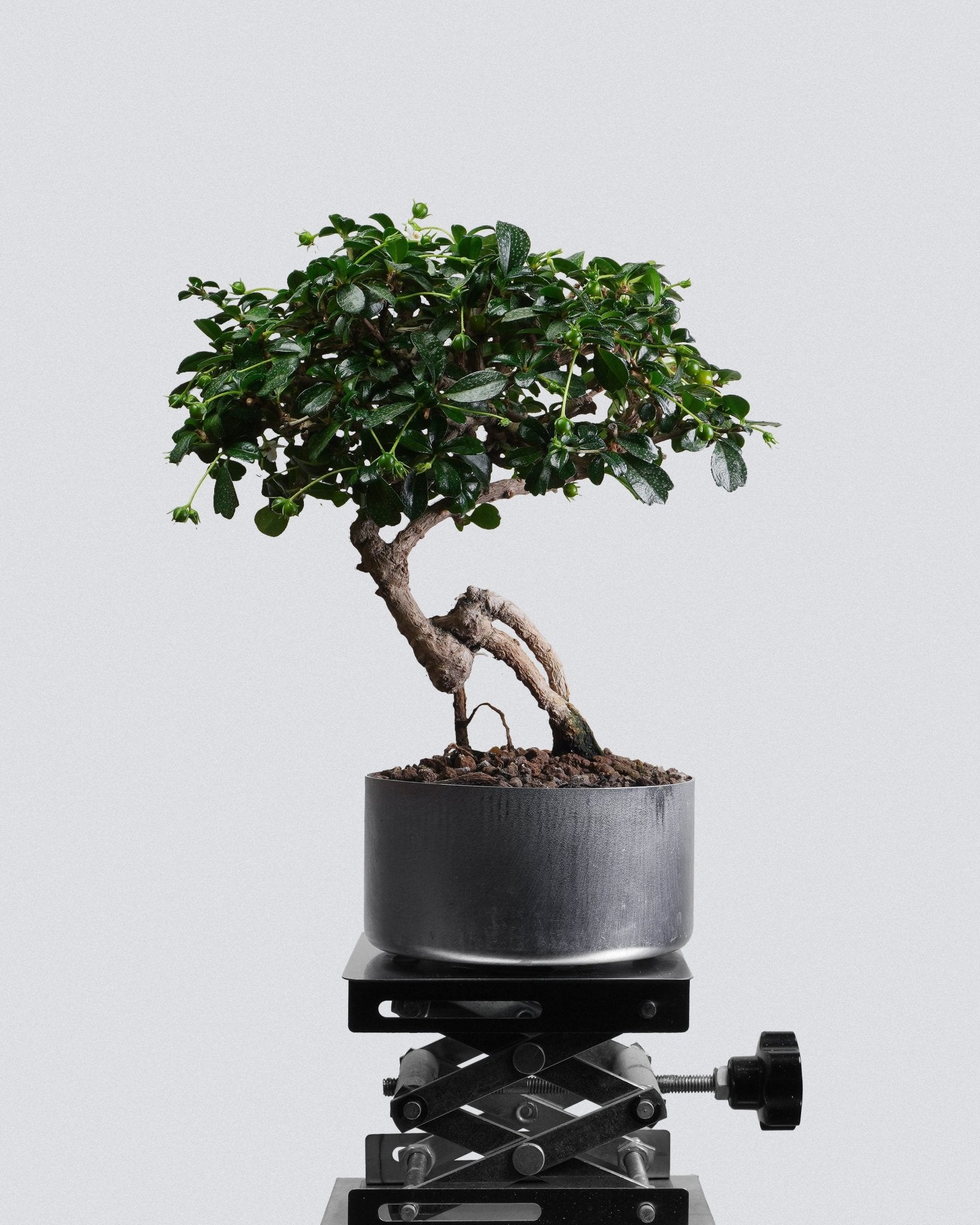 Fukien Tea - Bonso