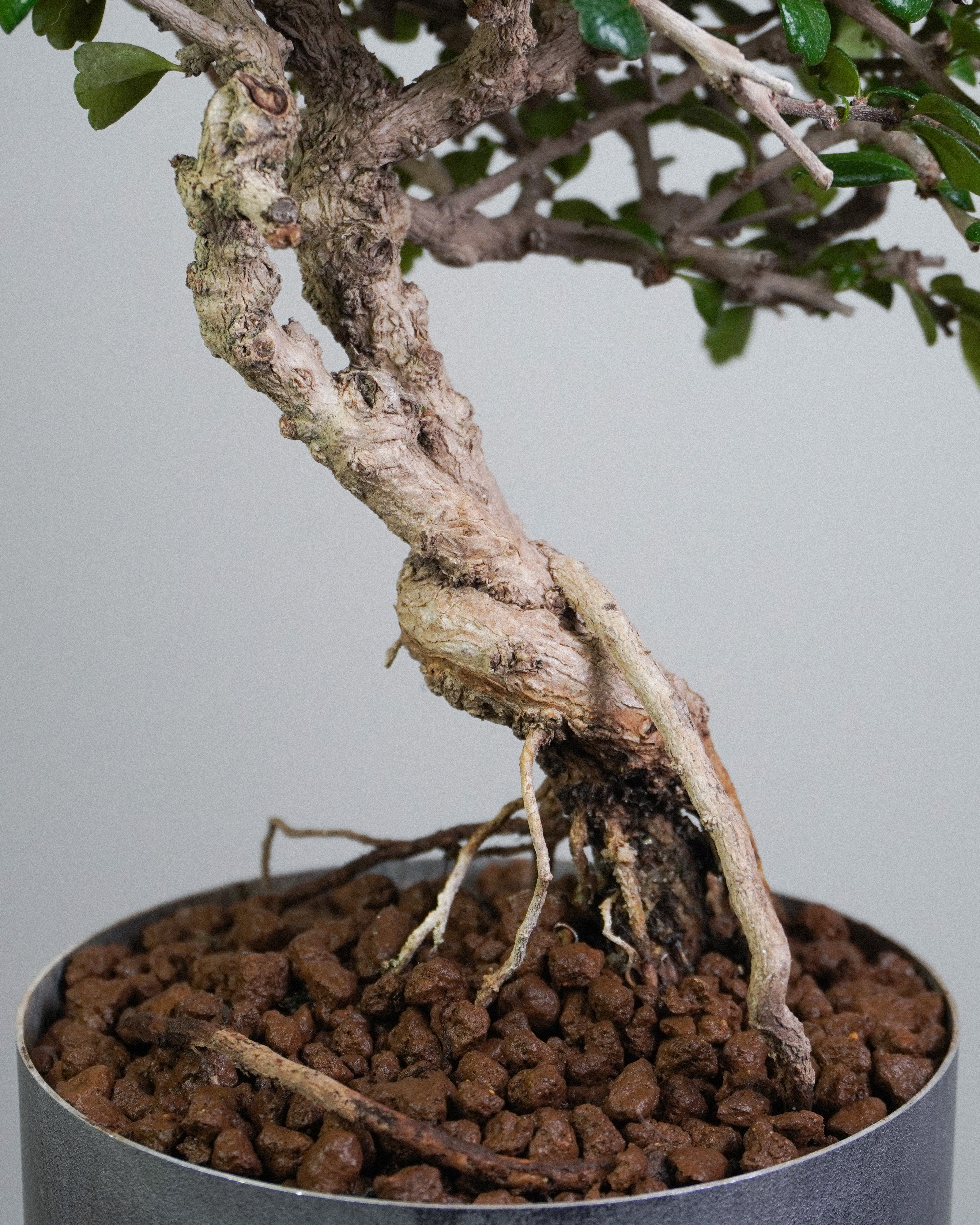 福建茶 Fukien Tea 底部扭曲樹幹與懸空提根細節 盆景香港辦公室植物