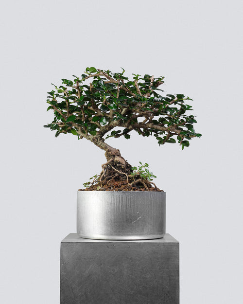 Fukien Tea 043