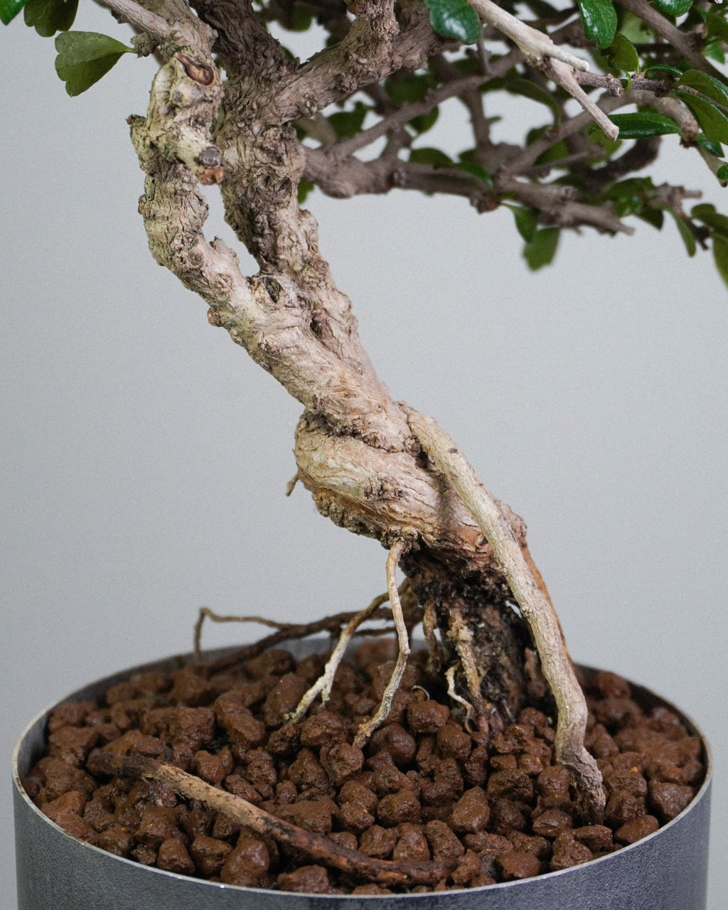 Fukien Tea - Bonso