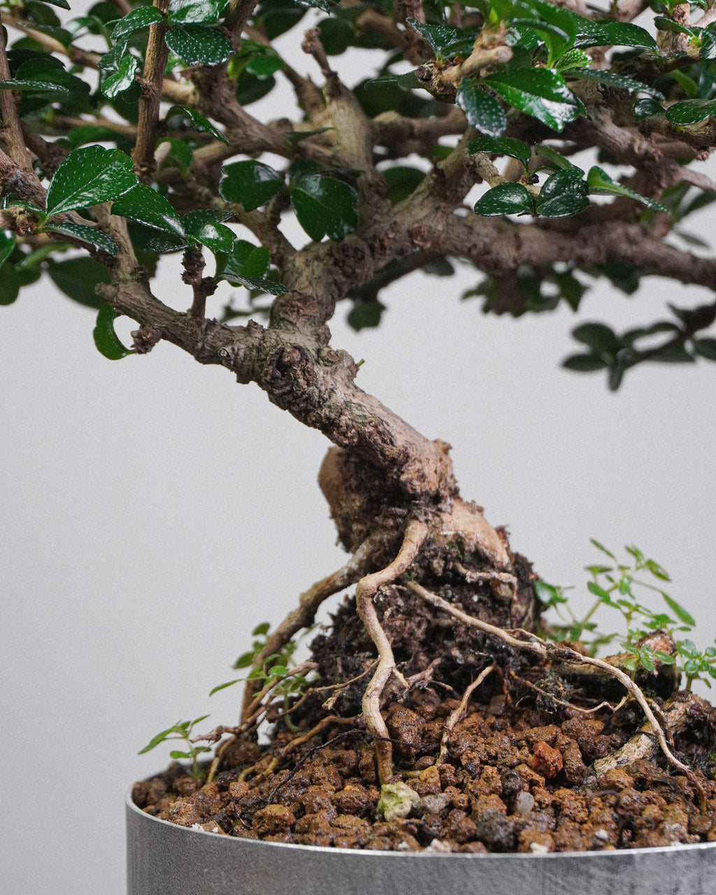 Fukien Tea 043
