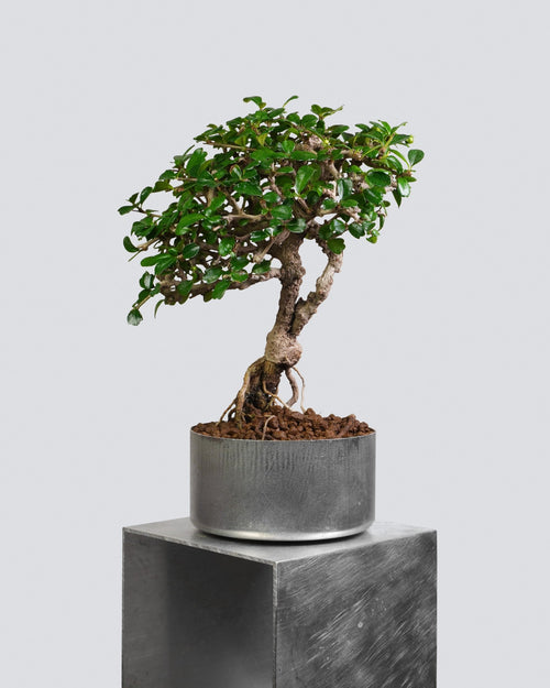 Fukien Tea - Bonso