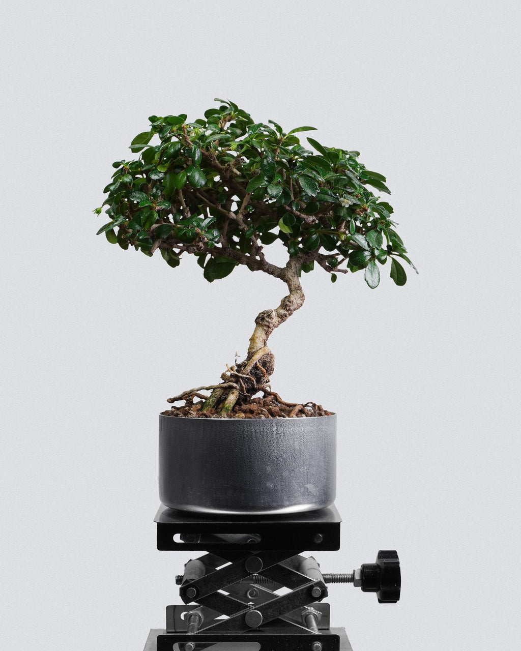 Fukien Tea - Bonso