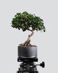 Fukien Tea - Bonso