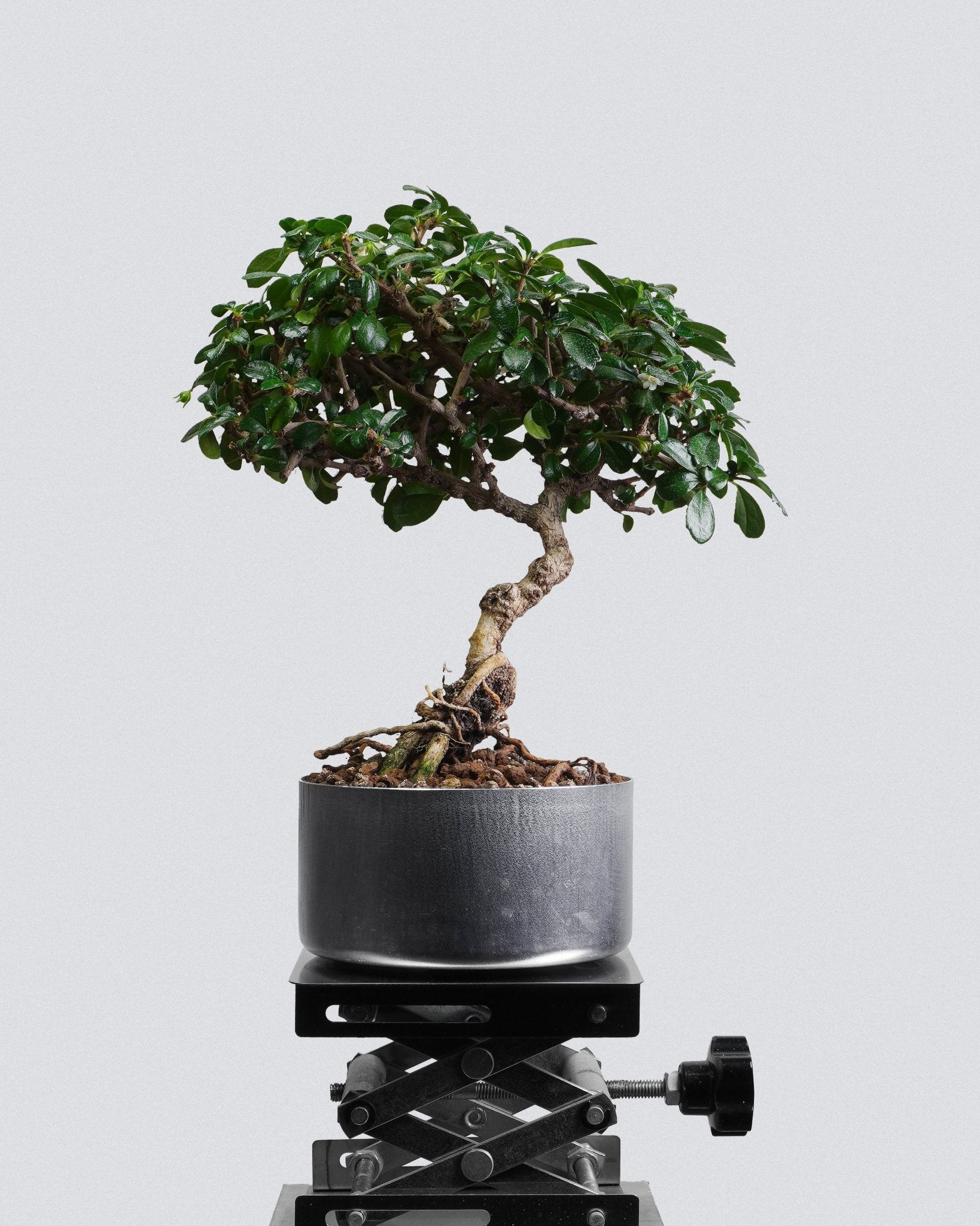 Fukien Tea - Bonso