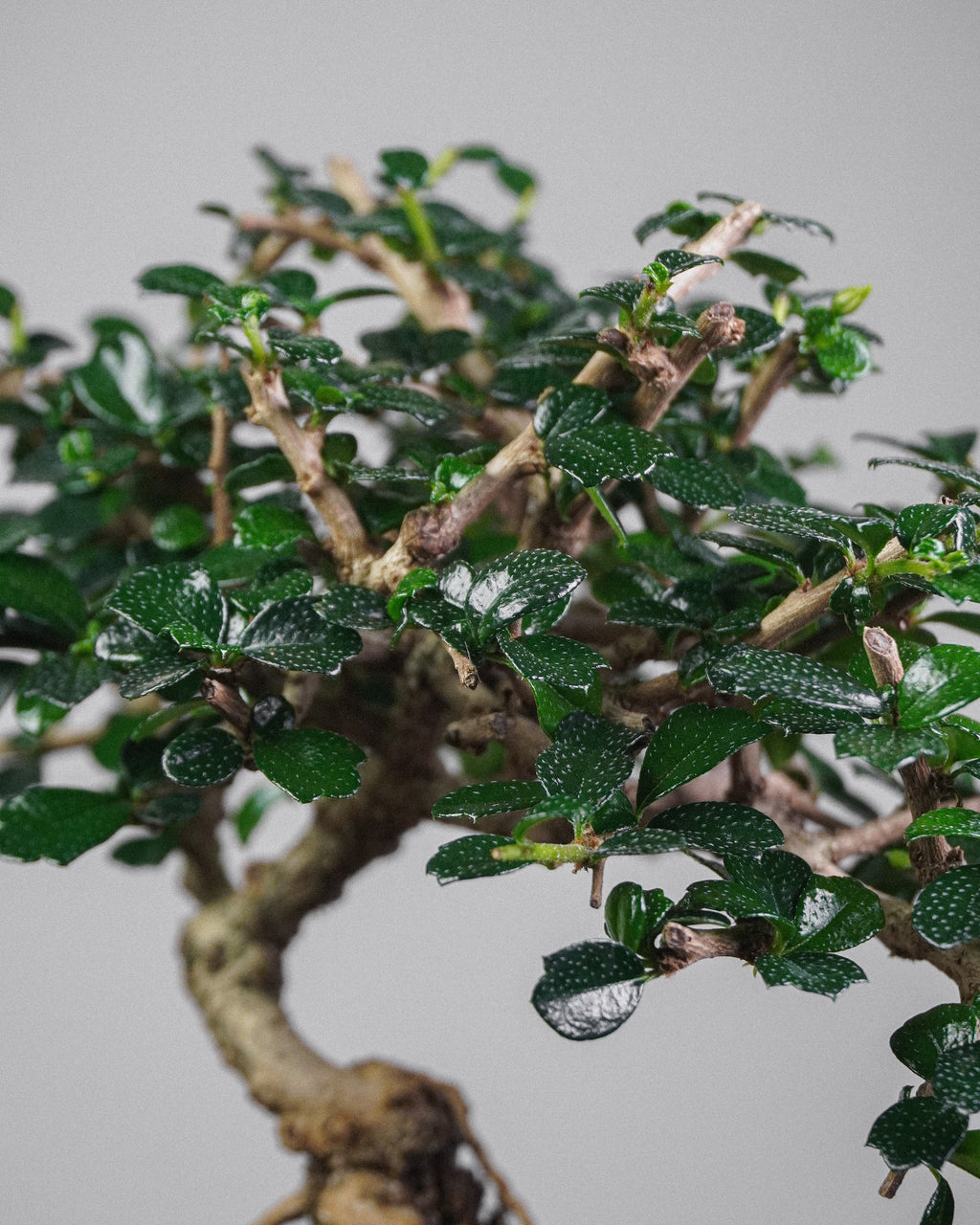Fukien Tea 043