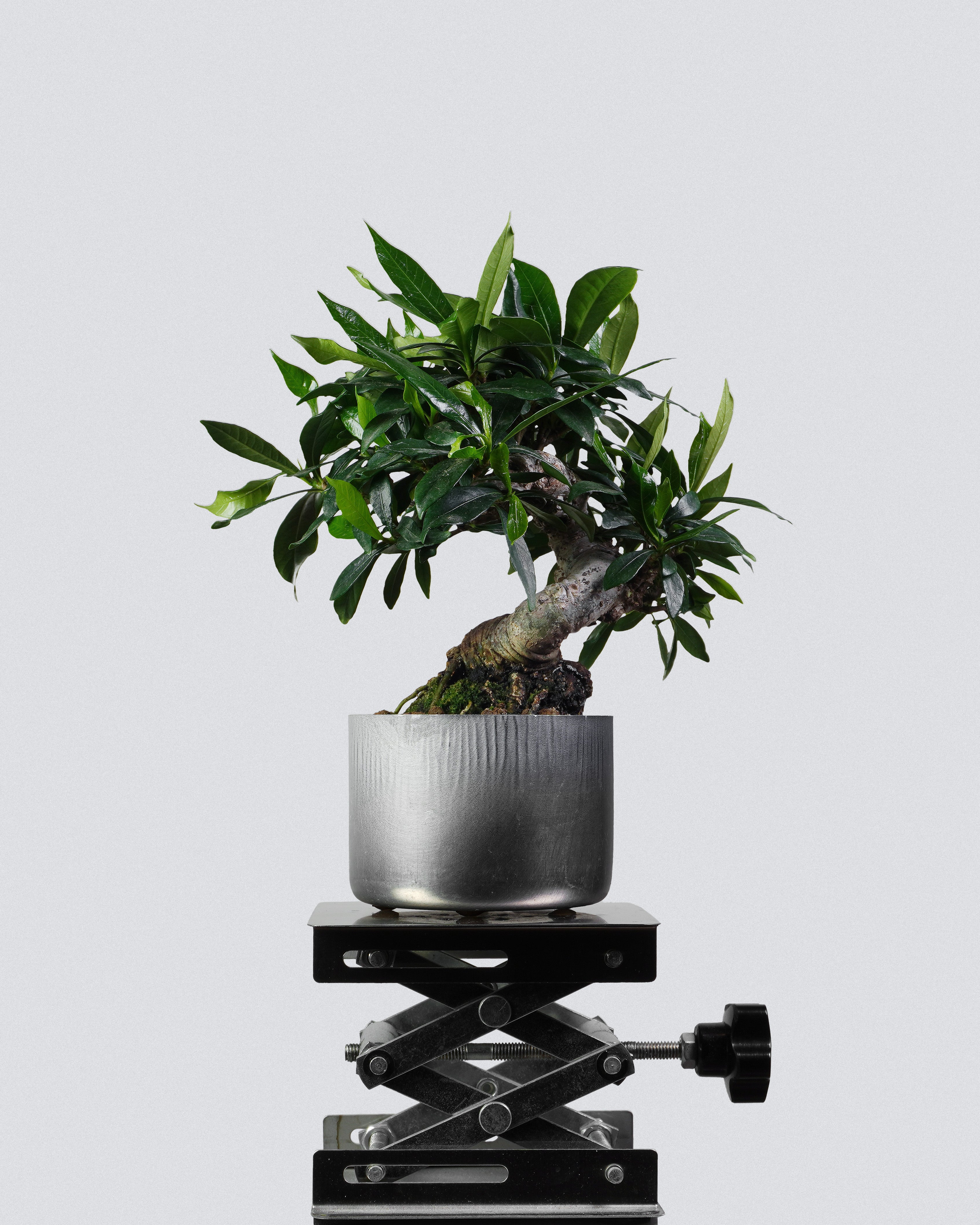 梔子花 Gardenia jasminoides Bonsai 蒼勁樹幹造型配銀色圓盆 盆景香港辦公室植物