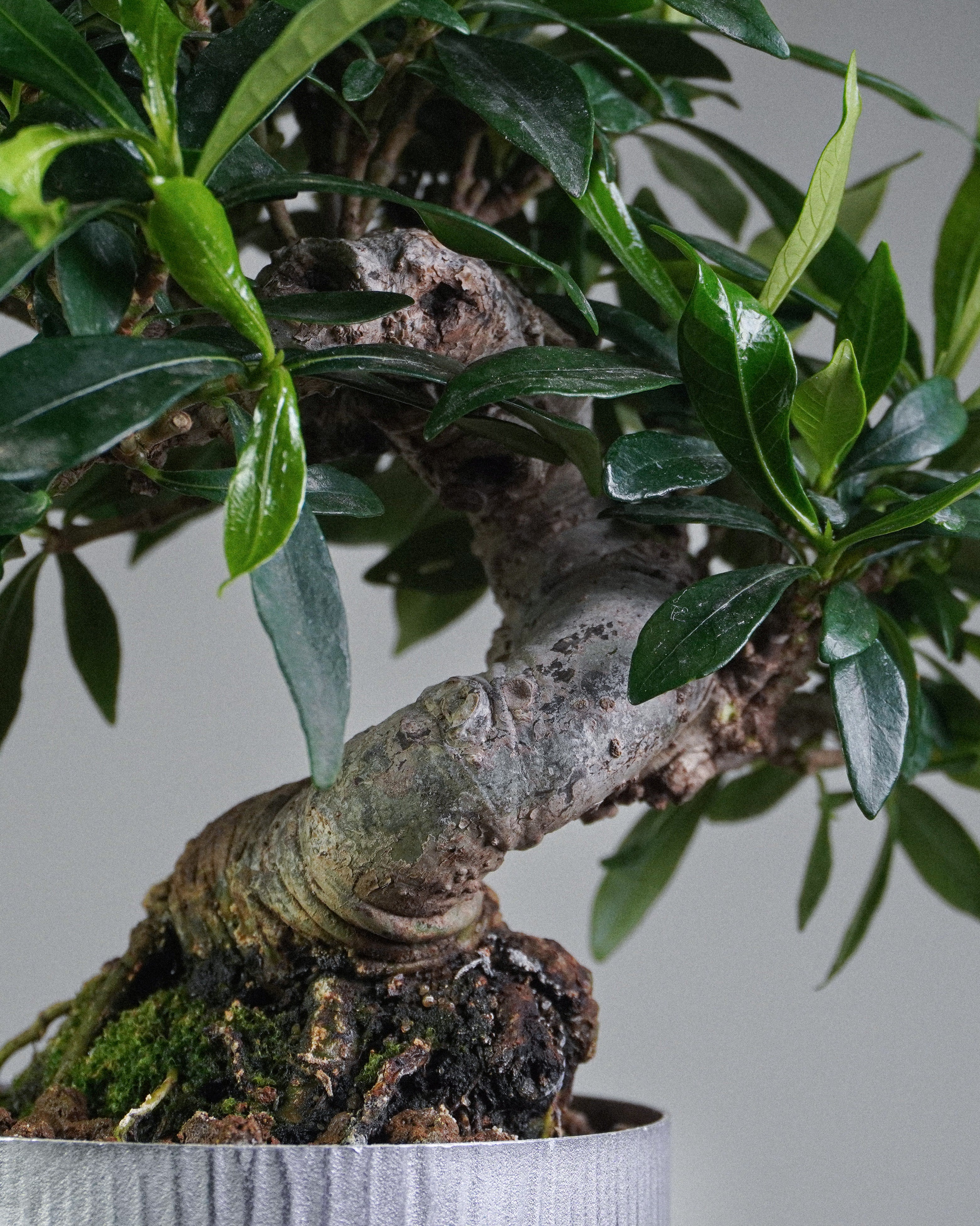 梔子花 Gardenia jasminoides Bonsai 粗曠皮殼質感樹幹與根部結構展示 盆栽香港室內植物