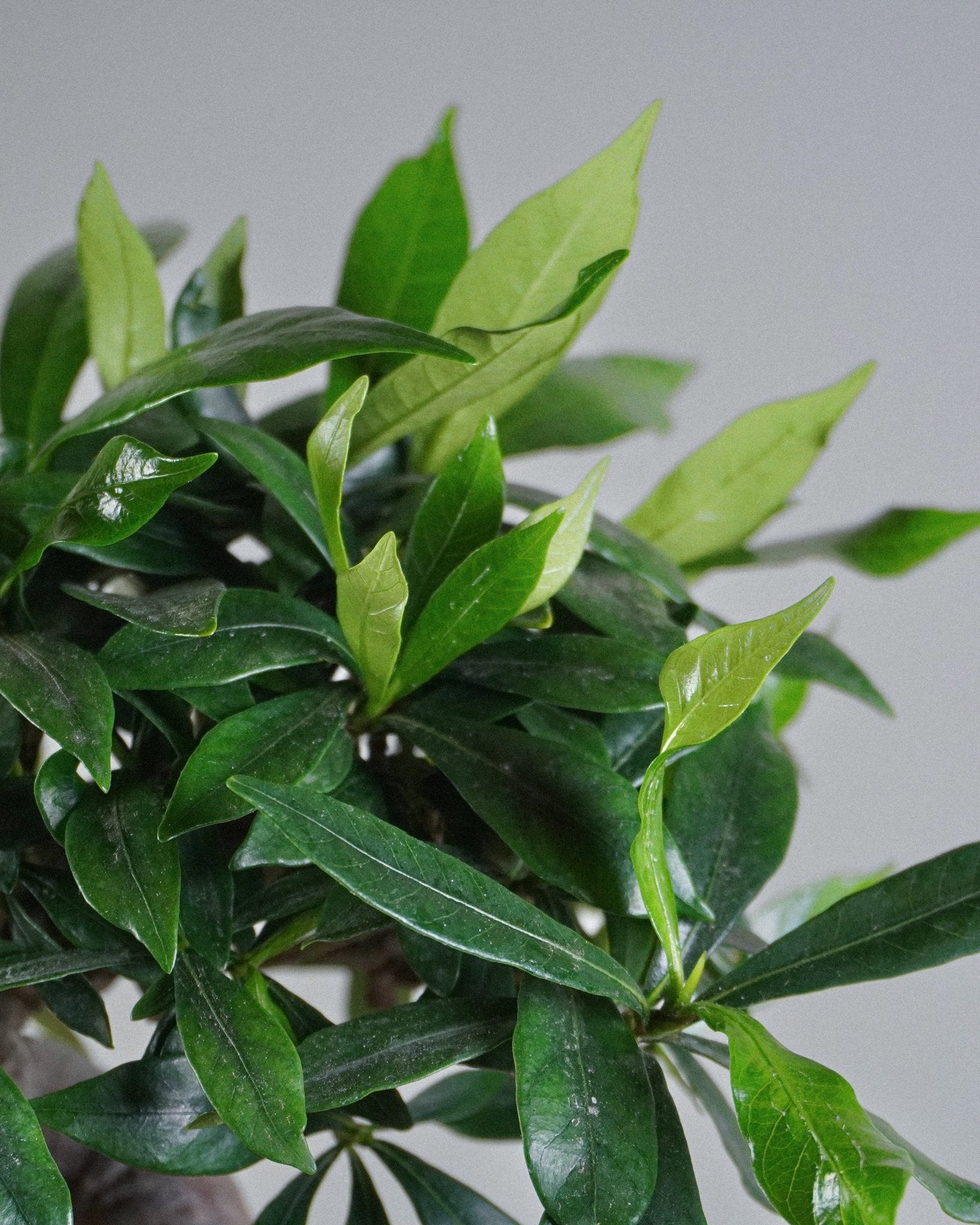 Gardenia jasminoides - Bonso