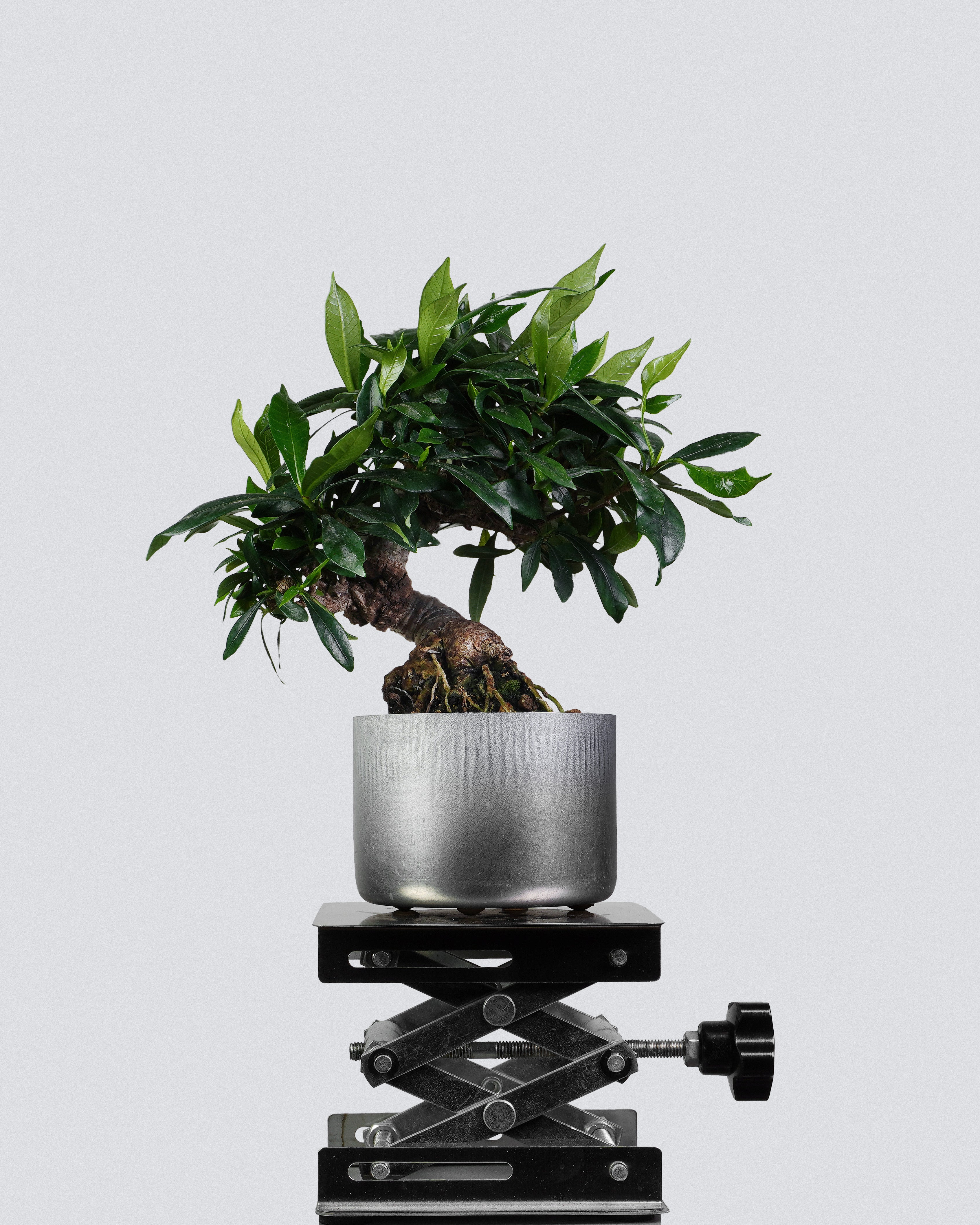 梔子花 Gardenia jasminoides Bonsai 穩重樹勢與茂密枝葉分佈展示 盆景香港室內植物