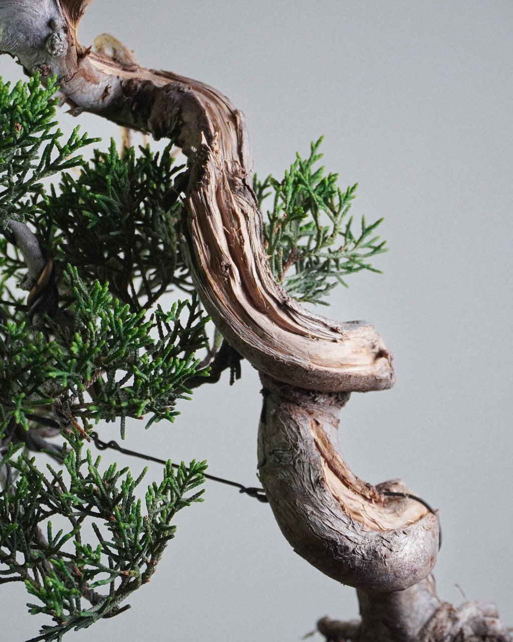 Itoigawa Juniper - Bonso