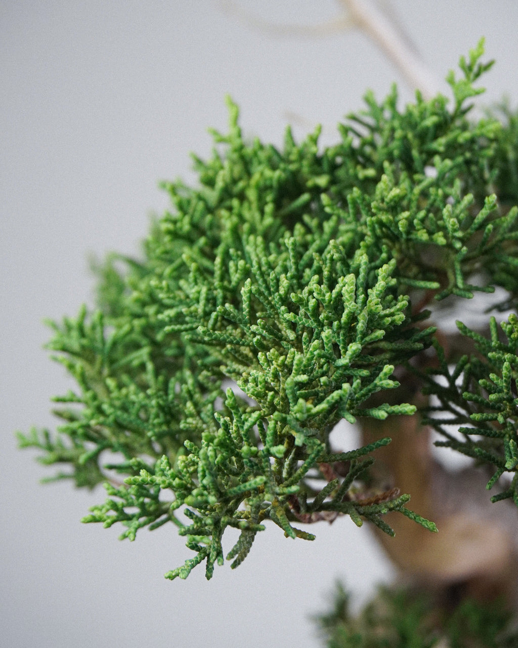 Itoigawa Juniper