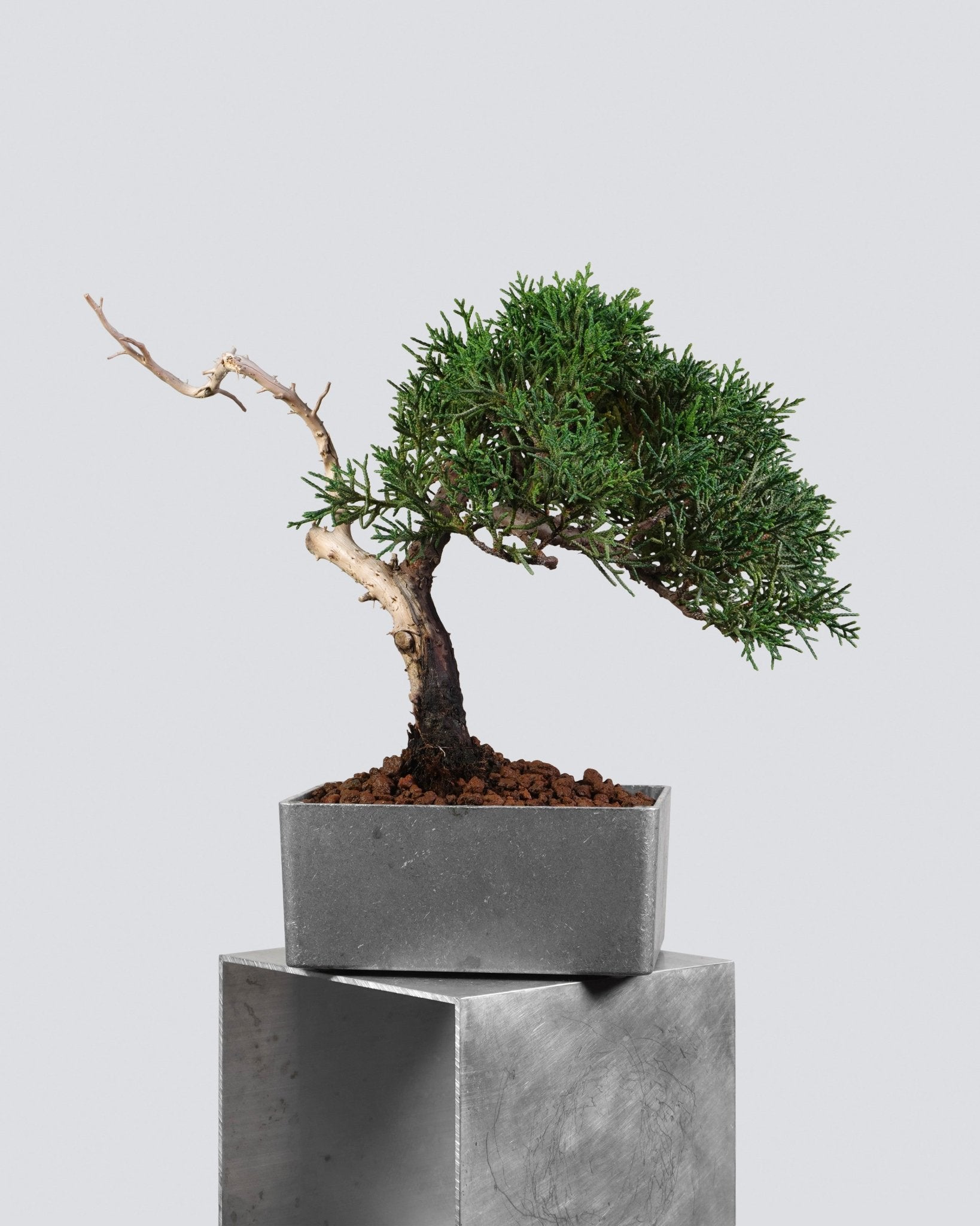 系魚川真柏 Itoigawa Shimpaku Juniper 橫向平衡樹姿與空間感展示 迷你小品盆景香港