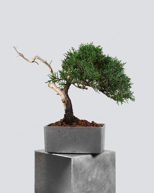 系魚川真柏 Itoigawa Shimpaku Juniper 橫向平衡樹姿與空間感展示 迷你小品盆景香港
