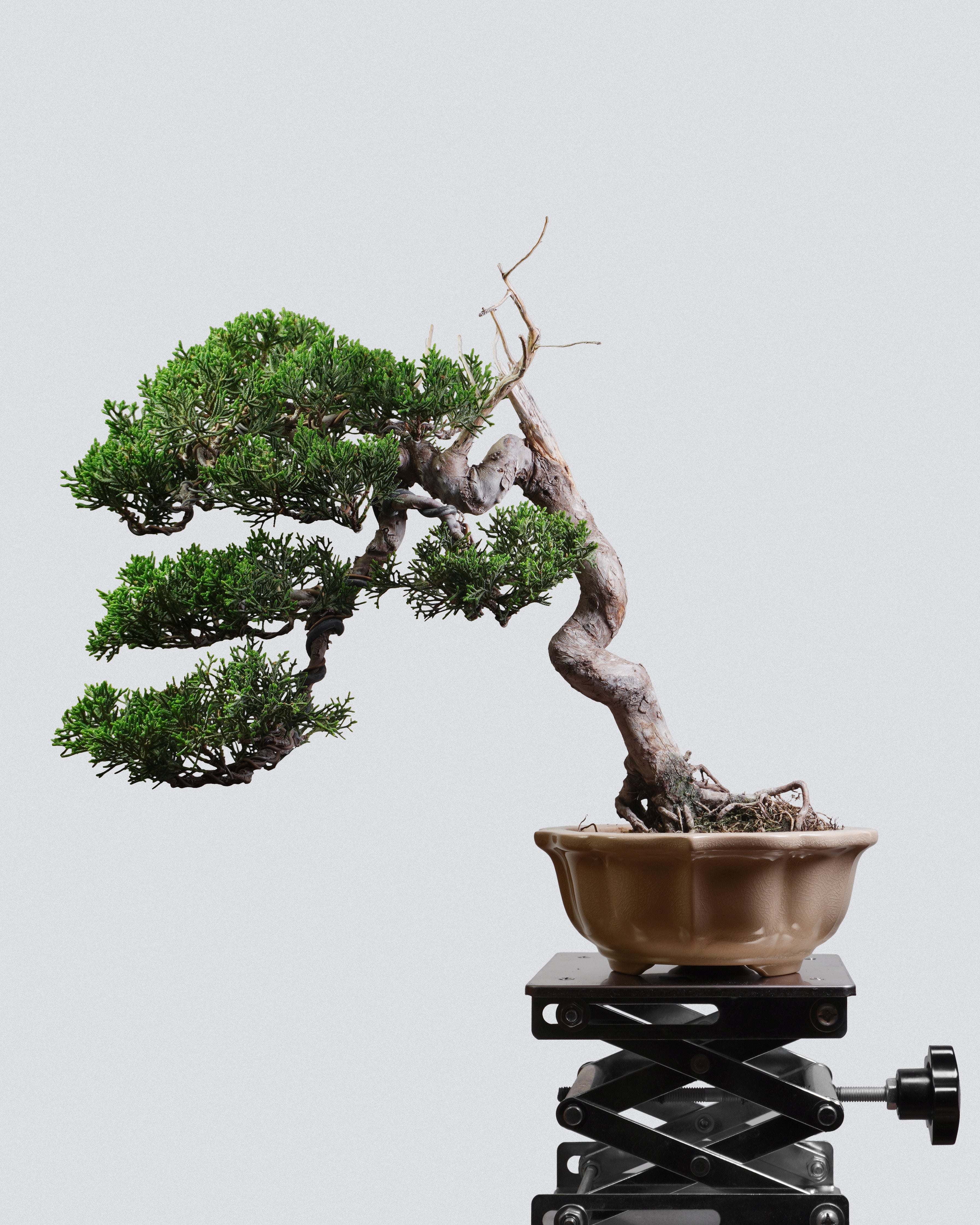 系魚川真柏 Itoigawa Shimpaku Juniper Bonsai 半懸崖造型配淺啡圓盆 盆景香港辦公室植物
