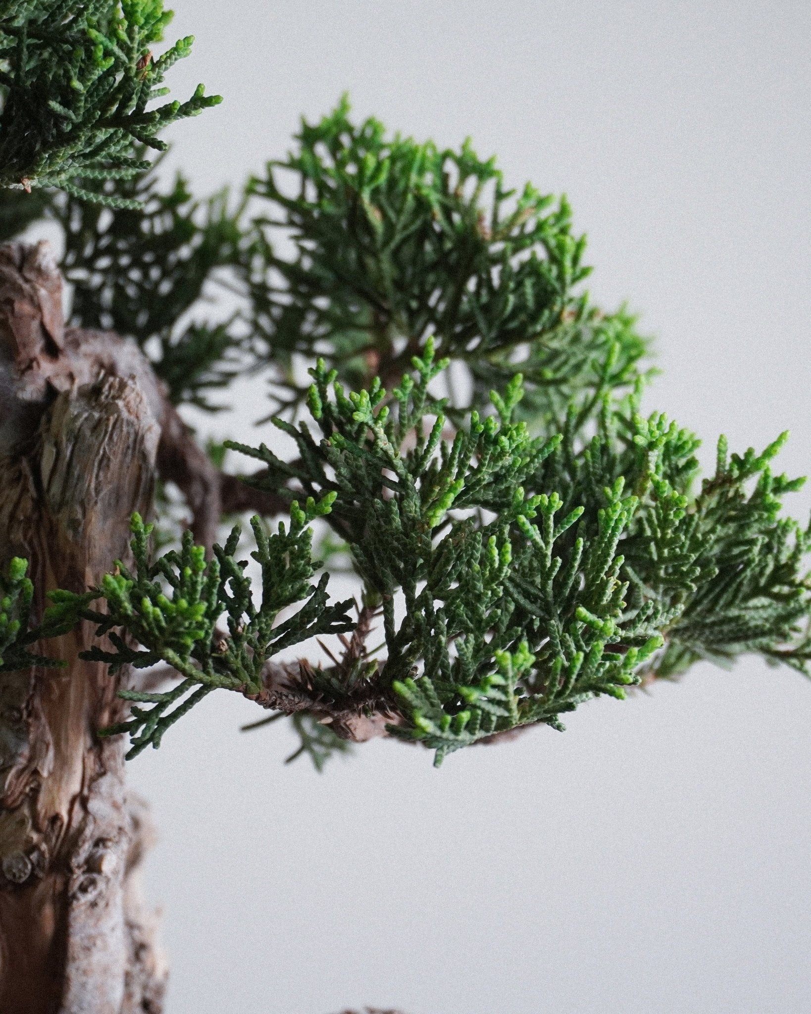 系魚川真柏 Itoigawa Juniper Bonsai 翠綠細密鱗葉特寫 辦公室桌上盆栽