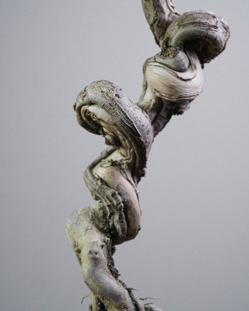 Itoigawa Juniper