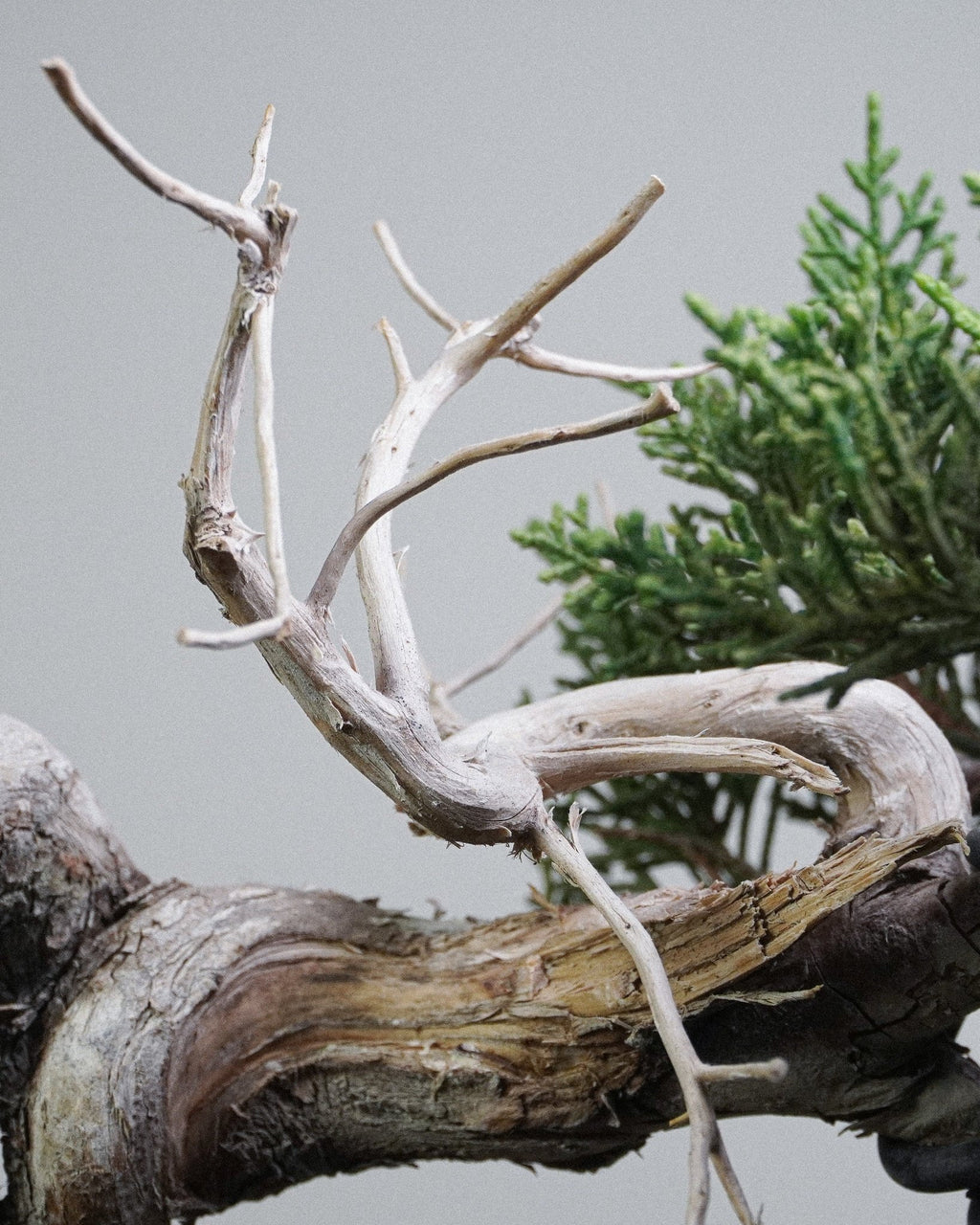 Itoigawa Juniper - Bonso
