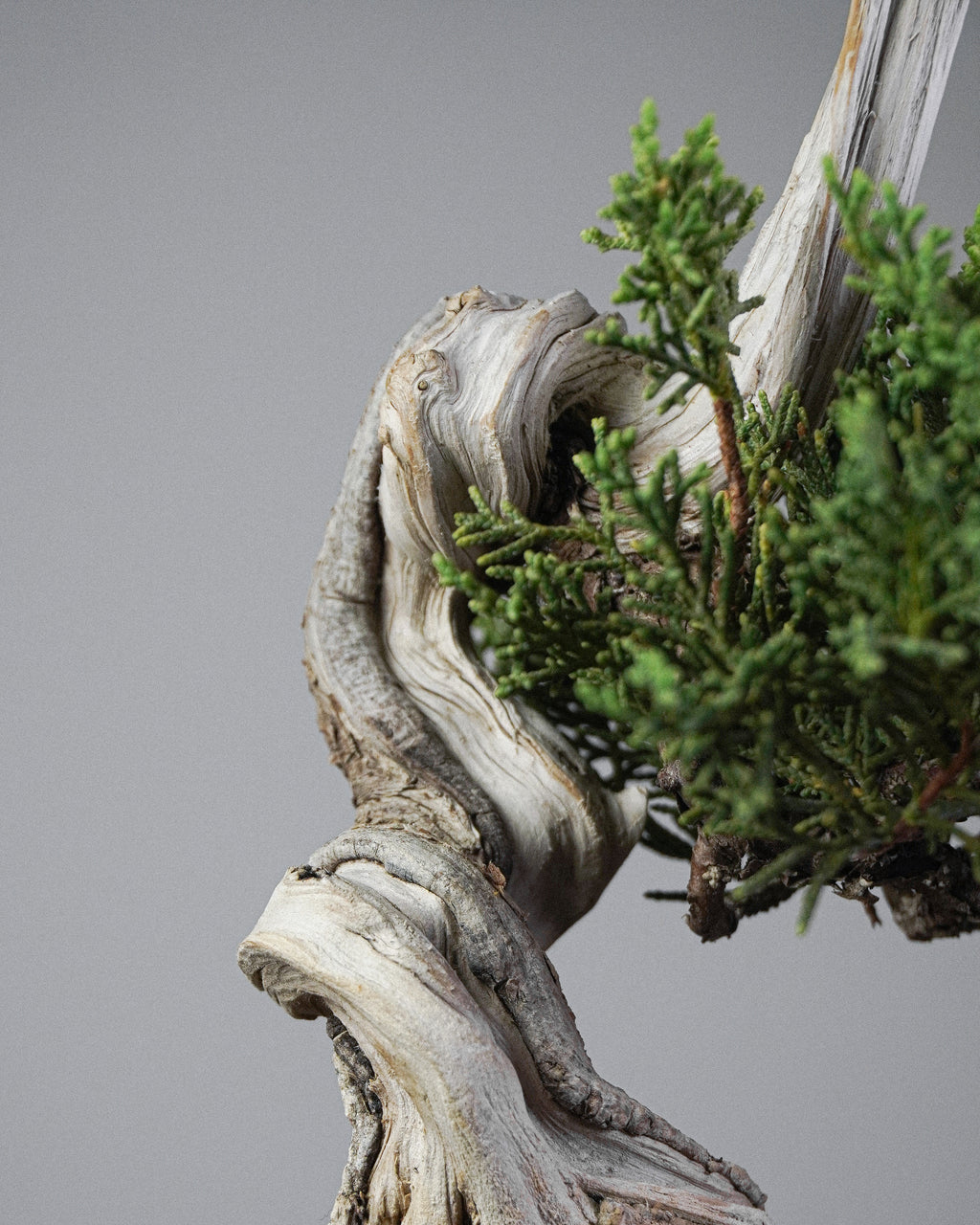 Itoigawa Juniper 142