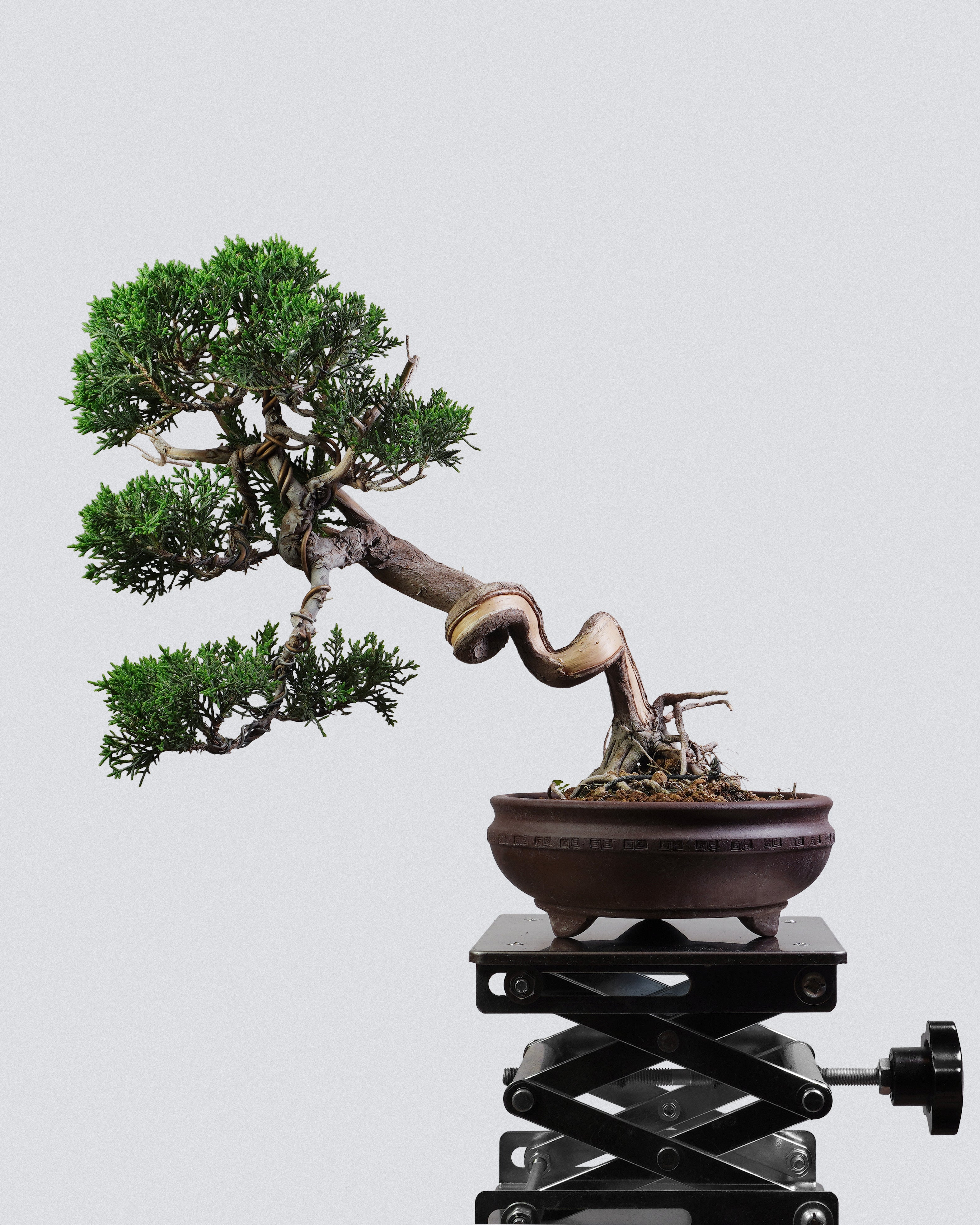 系魚川真柏 Itoigawa Shimpaku Juniper Bonsai 蒼勁樹冠與空間層次展示 盆景香港室內植物