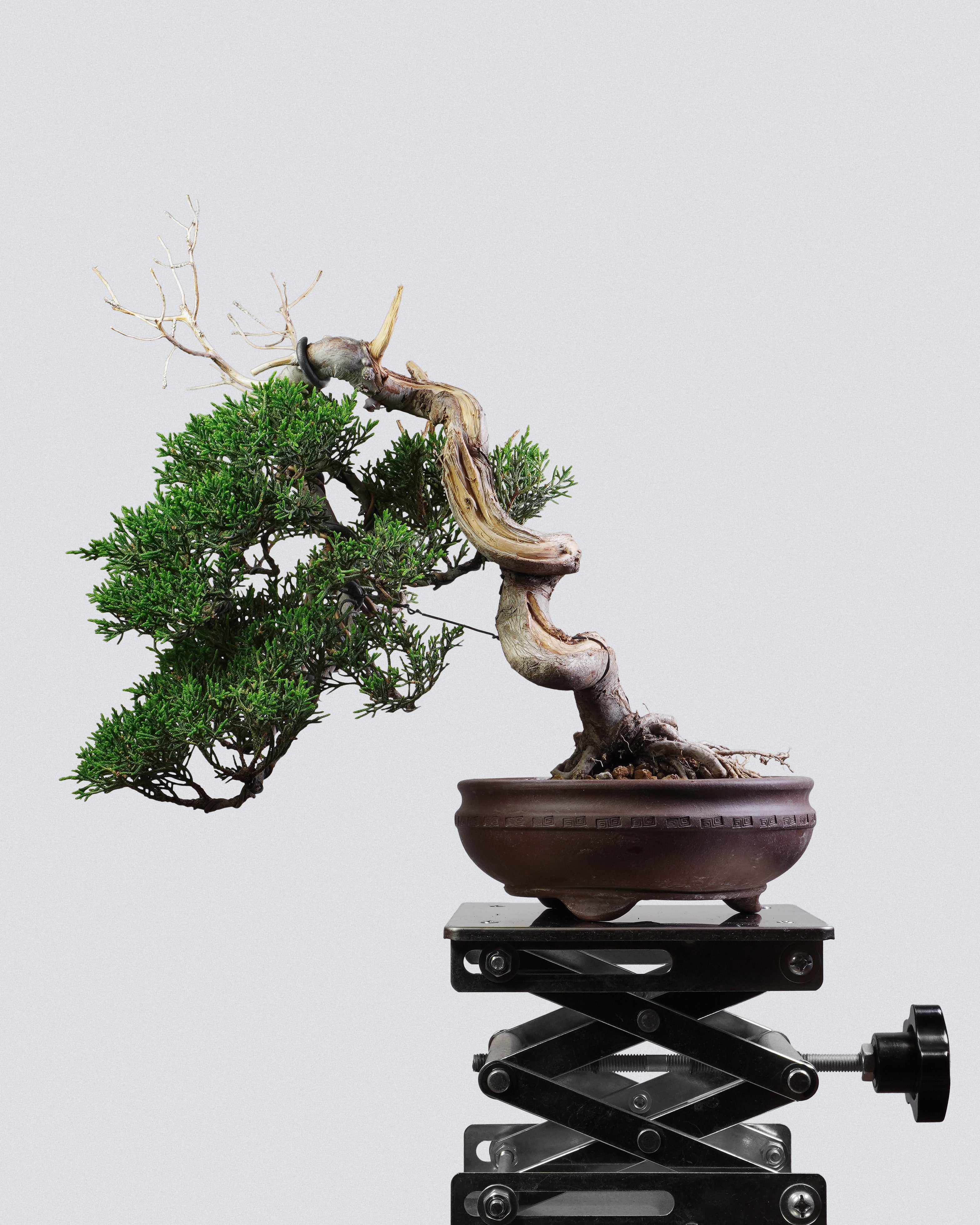 系魚川真柏 Itoigawa Shimpaku Juniper Bonsai 半懸崖造型配深紫泥圓盆 盆景香港辦公室植物