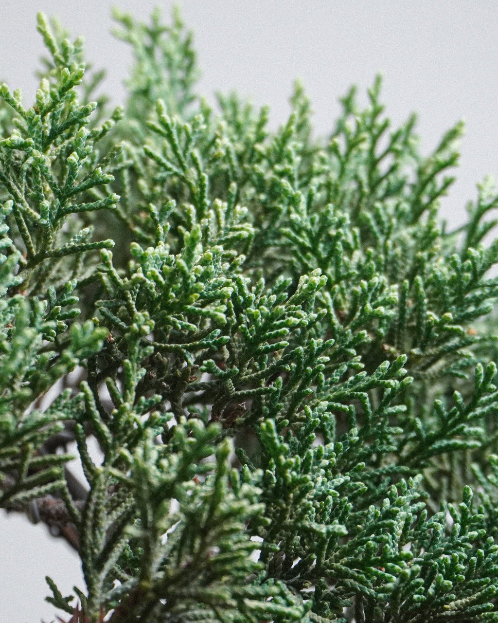 Itoigawa Juniper - Bonso