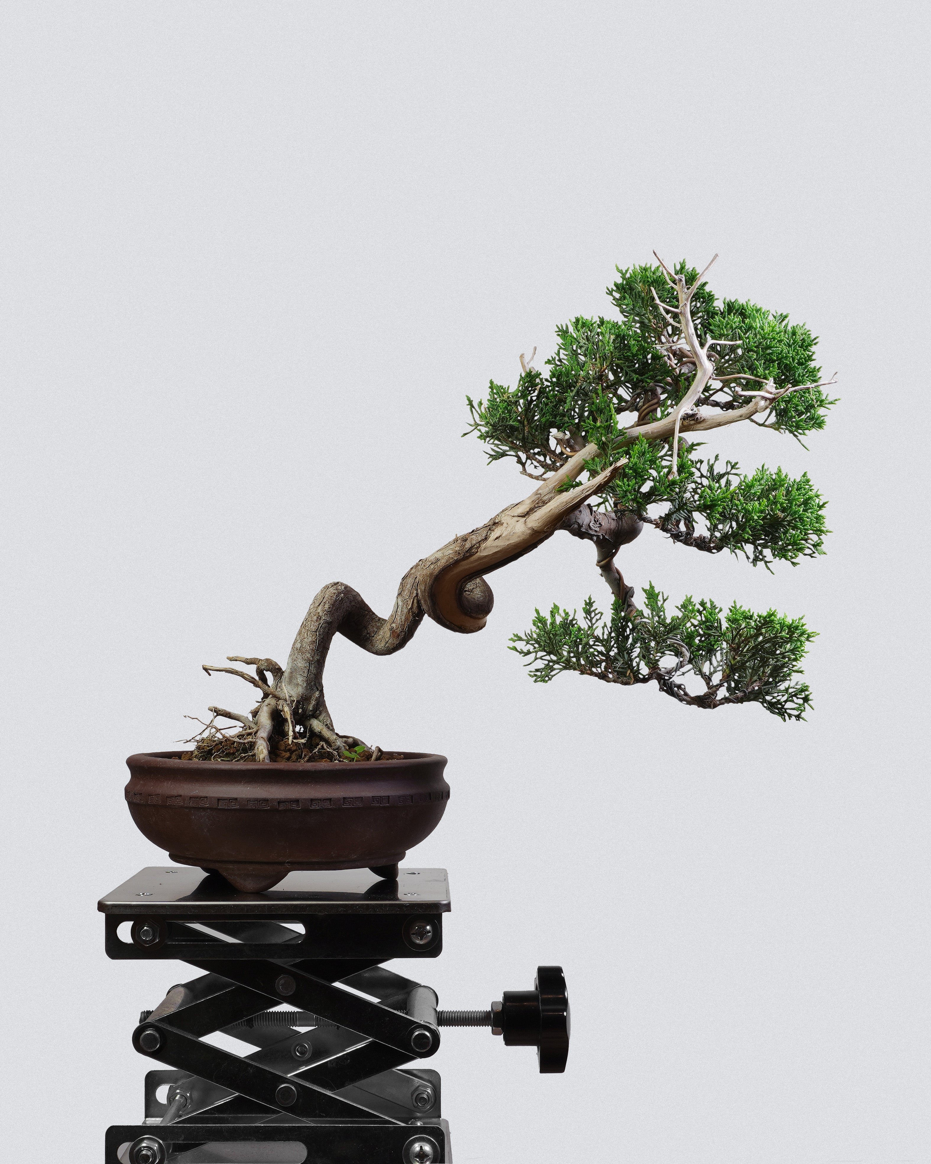 系魚川真柏 Itoigawa Shimpaku Juniper Bonsai 極致S型扭幹造型配深啡圓盆 盆景香港辦公室植物