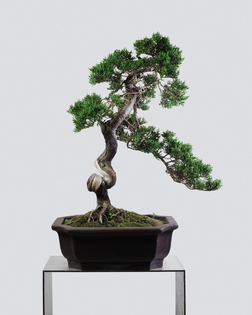 系魚川真柏 Itoigawa Juniper Bonsai 側向層次展示與樹勢 禪意盆景藝術