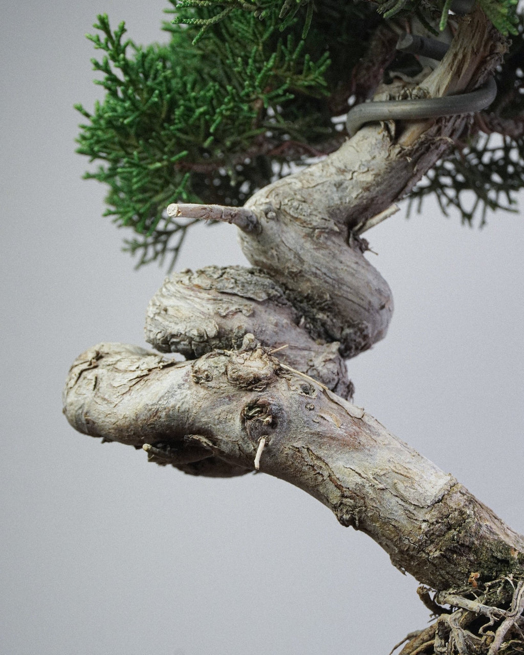 Itoigawa Juniper - Bonso