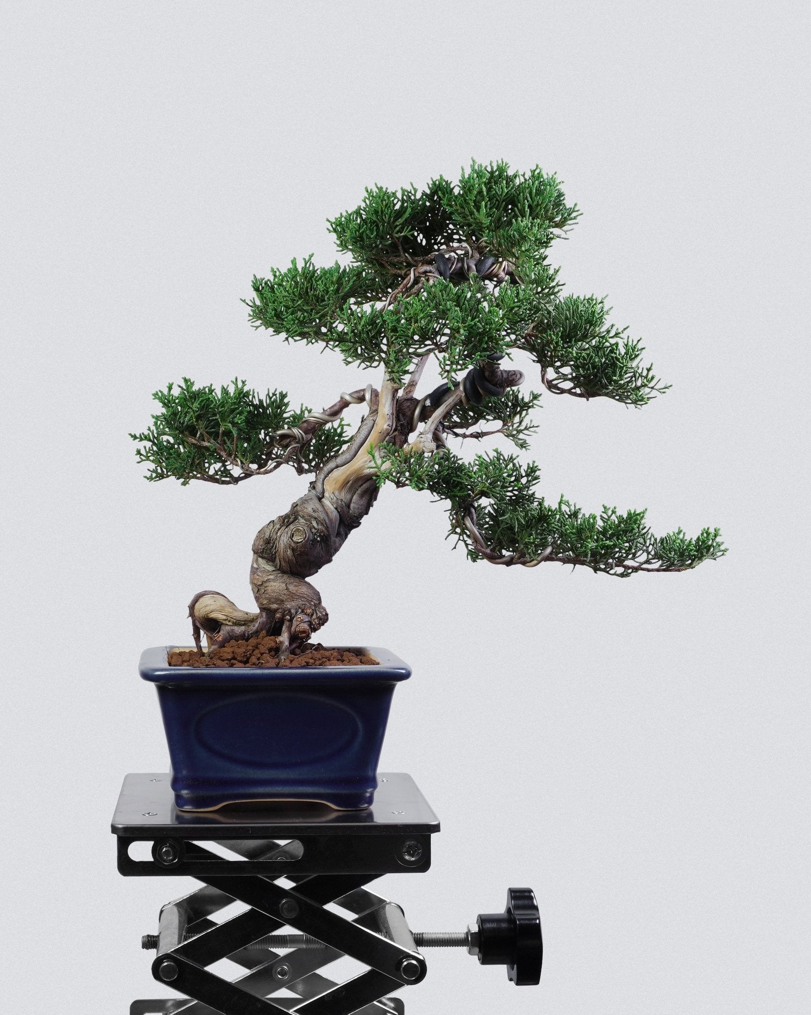 系魚川真柏 Itoigawa Shimpaku Juniper 造型扭幹配深藍釉方盆 盆景香港辦公室植物