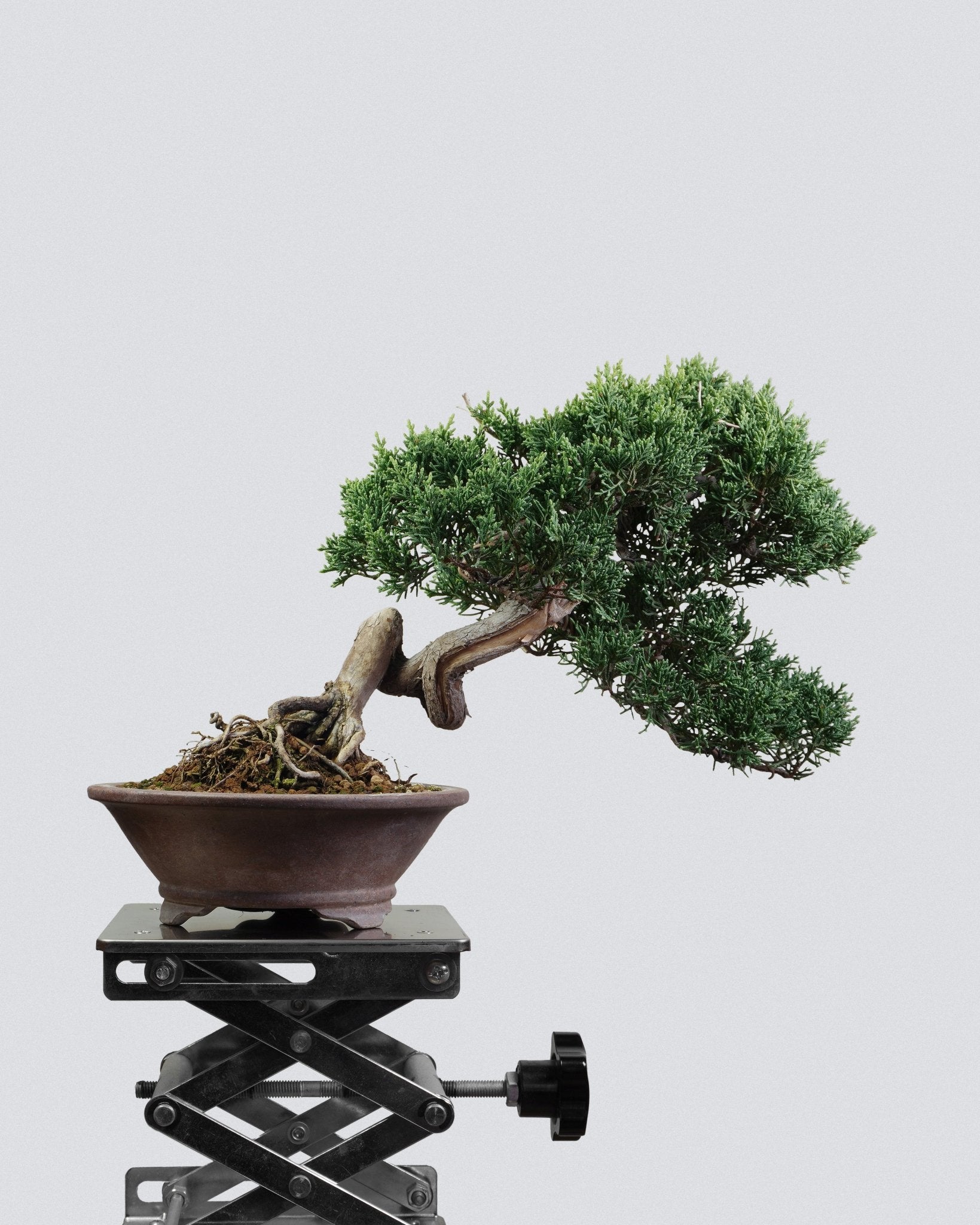 Itoigawa Juniper - Bonso