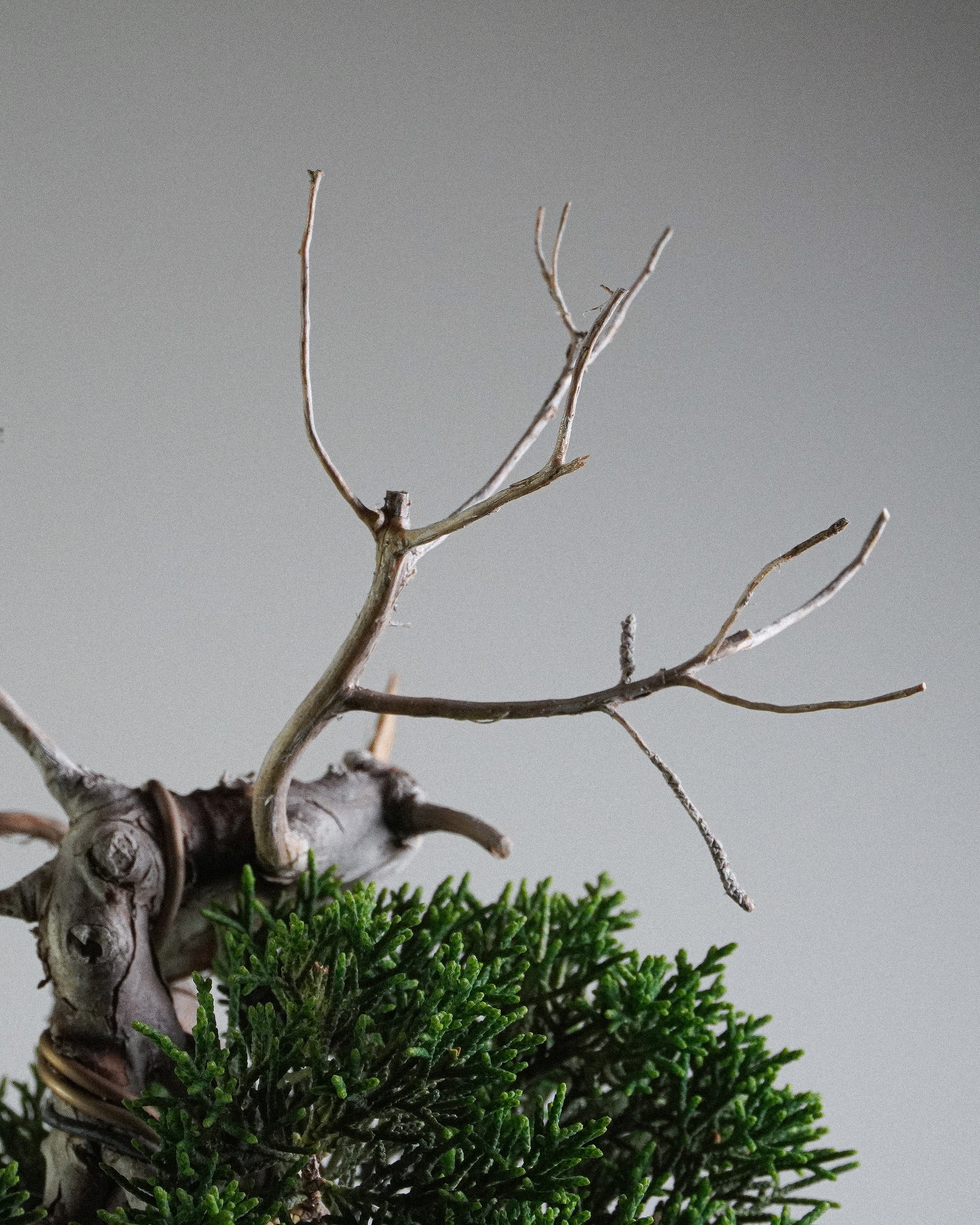 系魚川真柏 Itoigawa Shimpaku Juniper Bonsai 頂部放射狀神枝與枯木線條特寫 盆栽香港室內植物