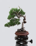Itoigawa Juniper