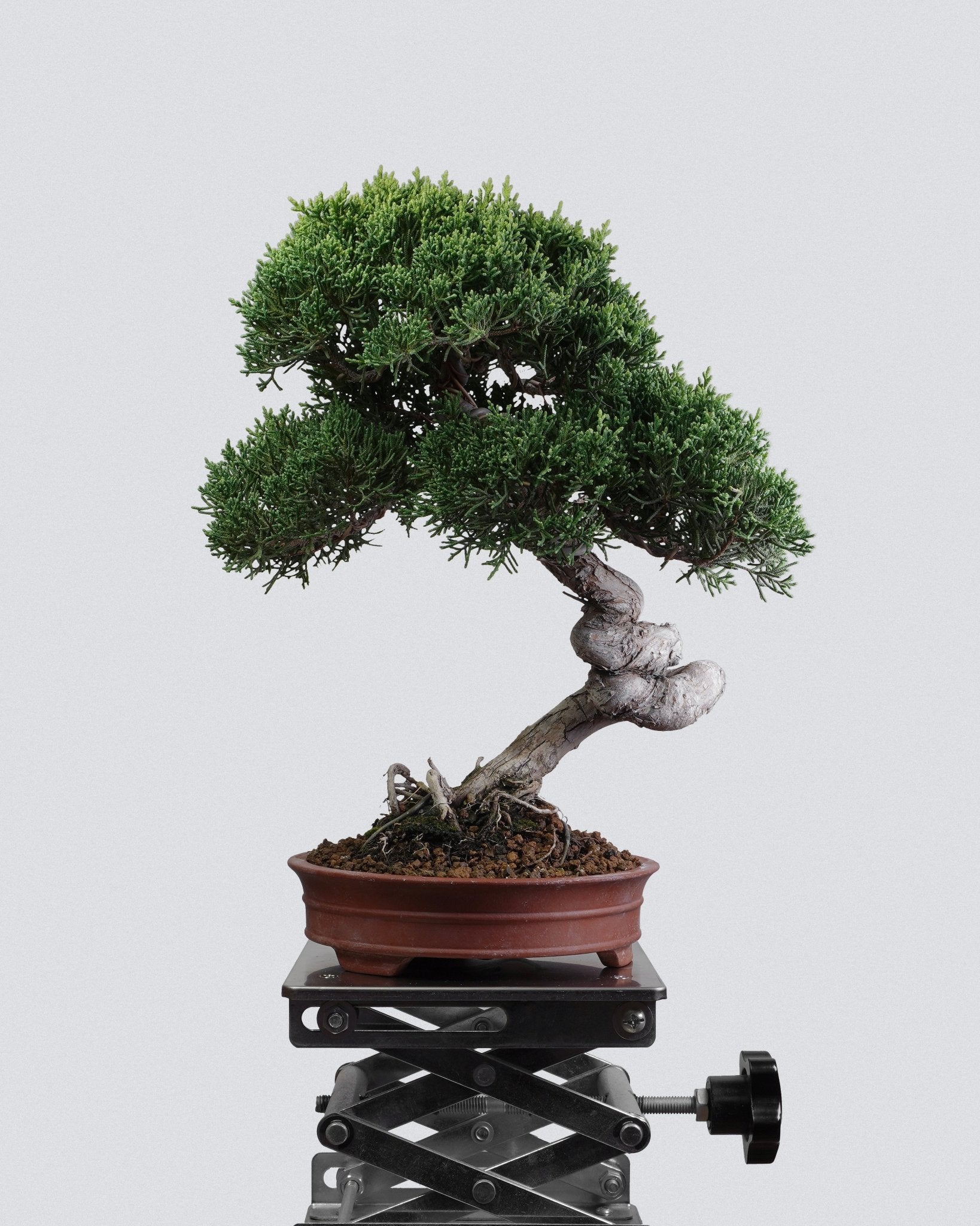 Itoigawa Juniper - Bonso
