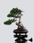 系魚川真柏 Itoigawa Juniper Bonsai S型扭幹舍利提根造型配深色圓盆 盆景香港辦公室植物