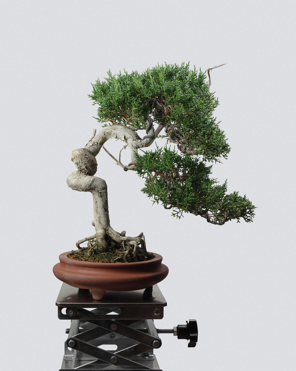 Itoigawa Juniper