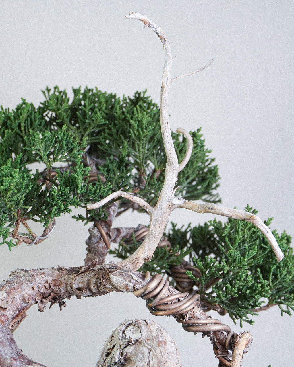 系魚川真柏 Itoigawa Shimpaku Juniper 頂部白化神枝與枯榮對比 盆景造型藝術