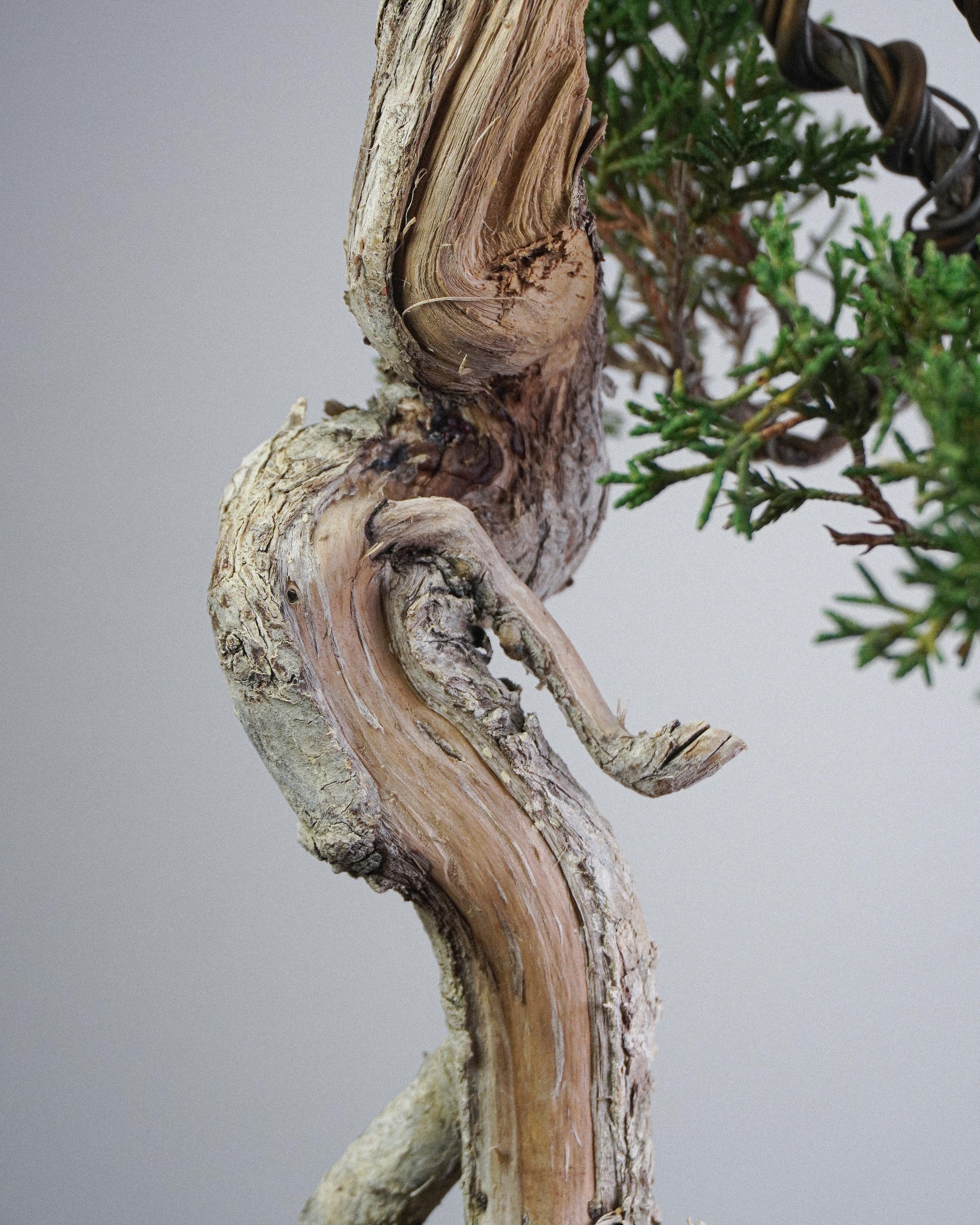 Itoigawa Juniper