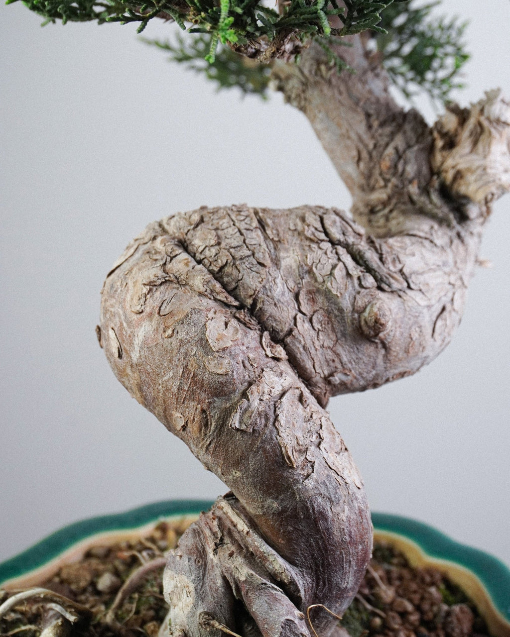 系魚川真柏 Itoigawa Juniper Bonsai 室内盆景