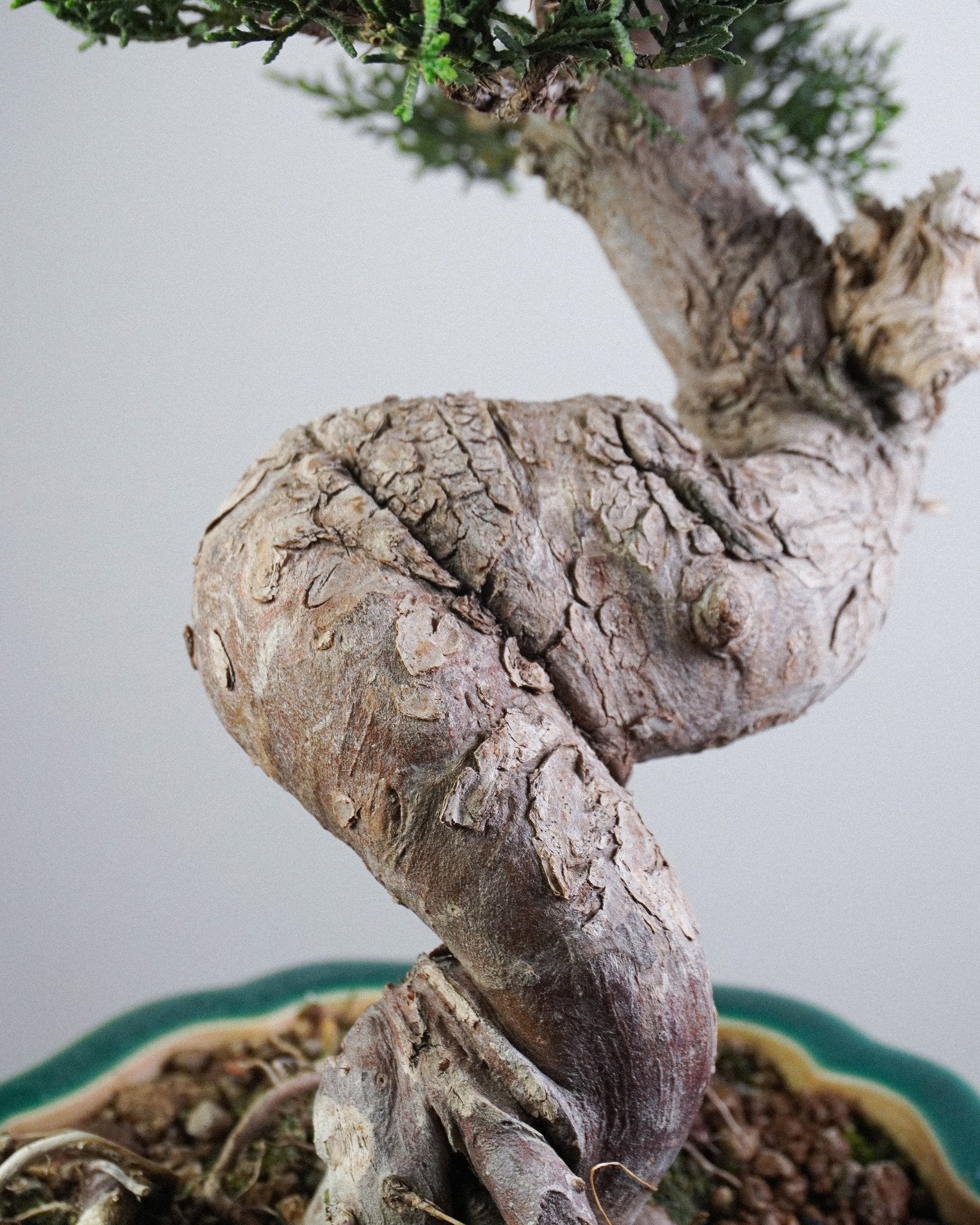 系魚川真柏 Itoigawa Juniper Bonsai 室内盆景