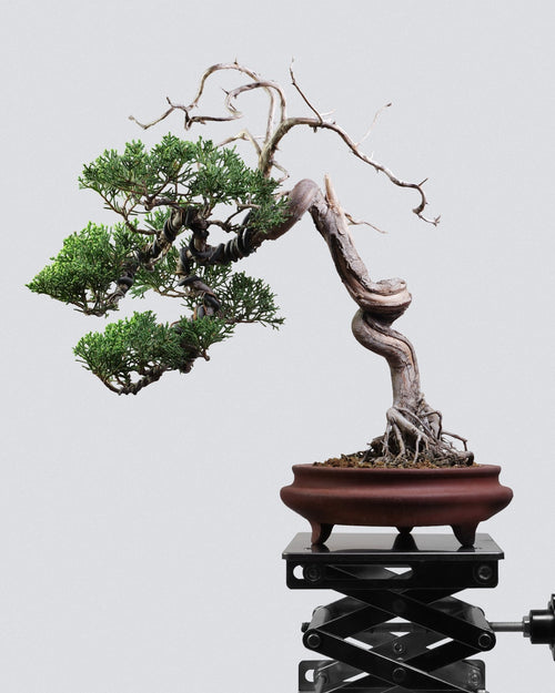 系魚川真柏 Itoigawa Shimpaku Juniper 懸崖飄勢與頂部豐富神枝展示 盆景香港室內植物
