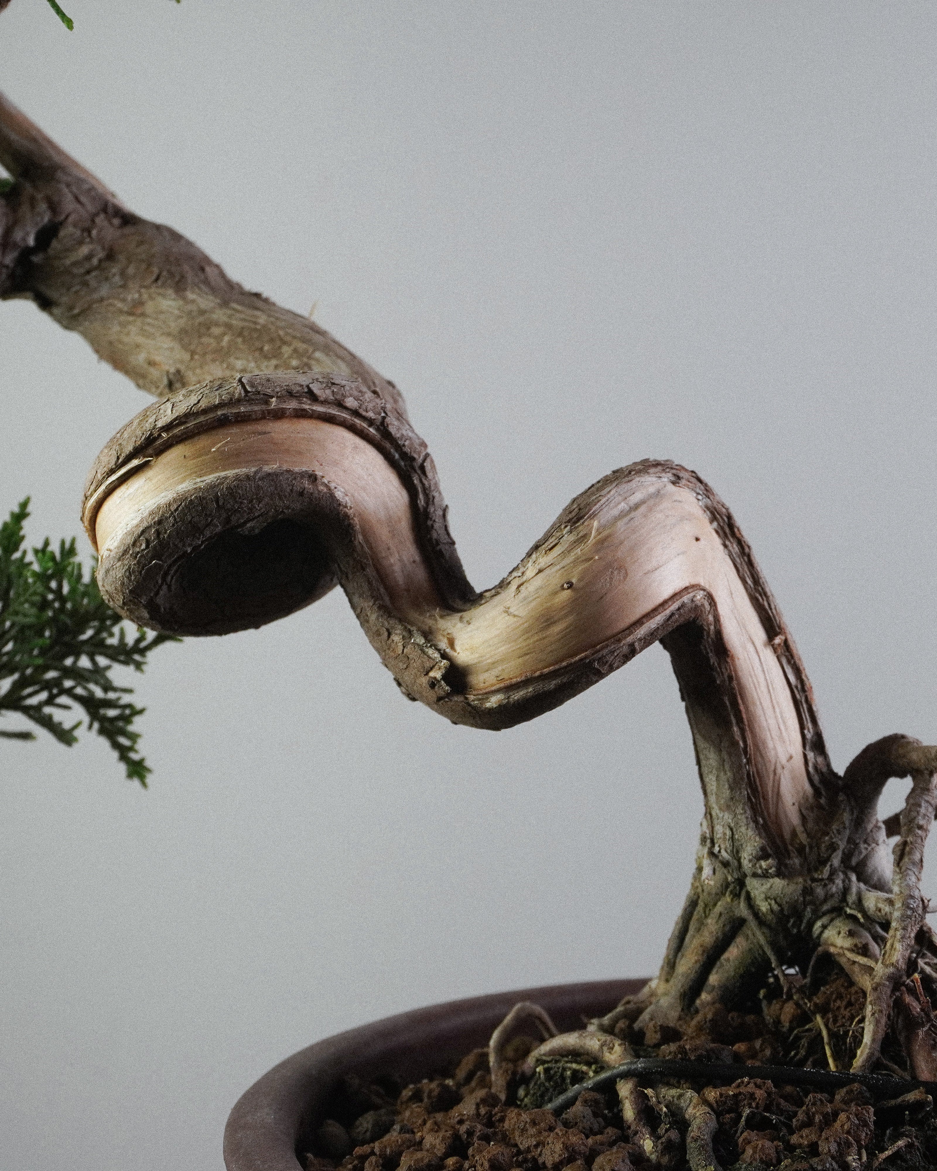 系魚川真柏 Itoigawa Shimpaku Juniper Bonsai 螺旋狀扭幹與基部結構展示 盆栽香港室內植物