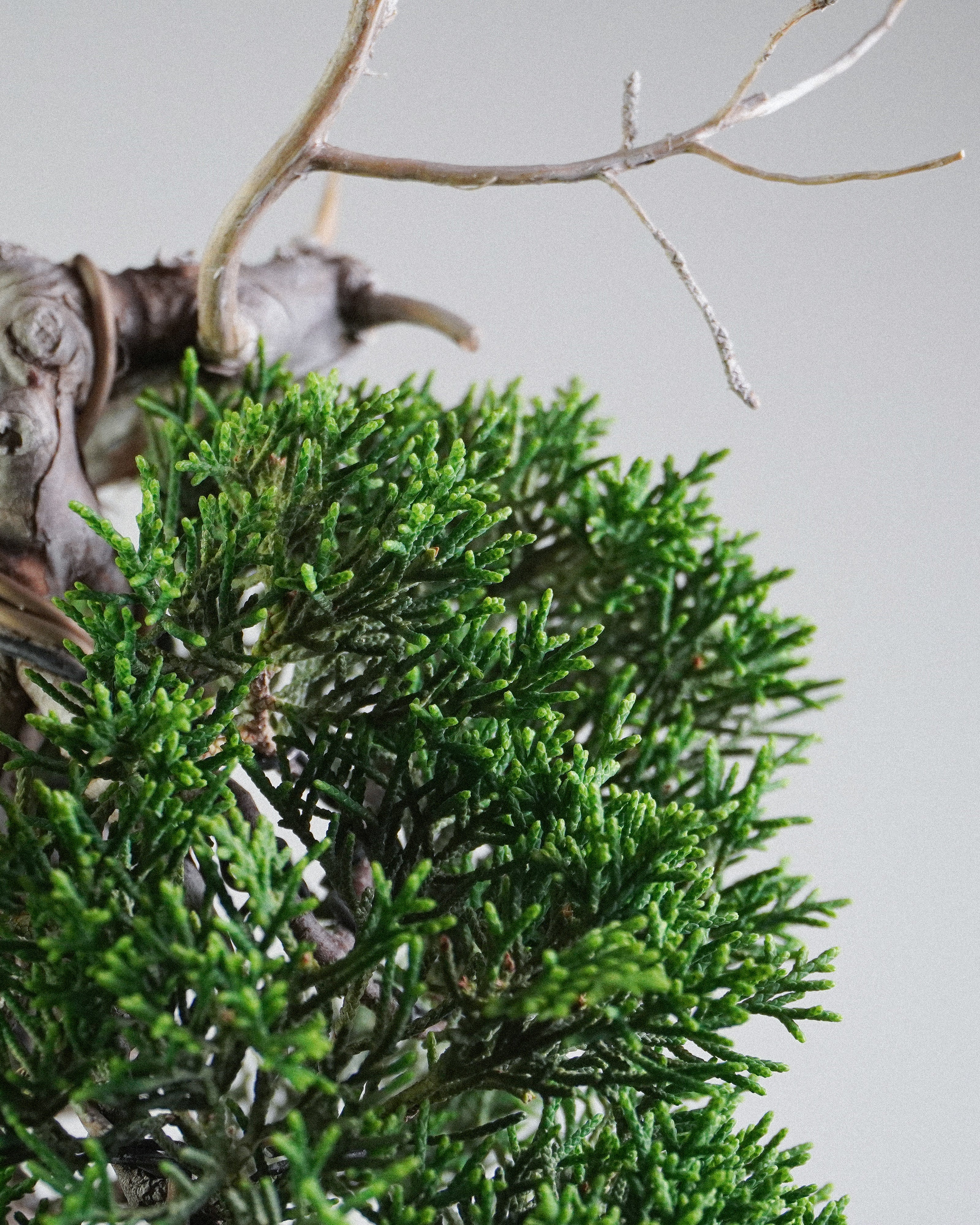 系魚川真柏 Itoigawa Shimpaku Juniper Bonsai 茂密翠綠鱗葉與白色神枝特寫 盆栽香港辦公室植物