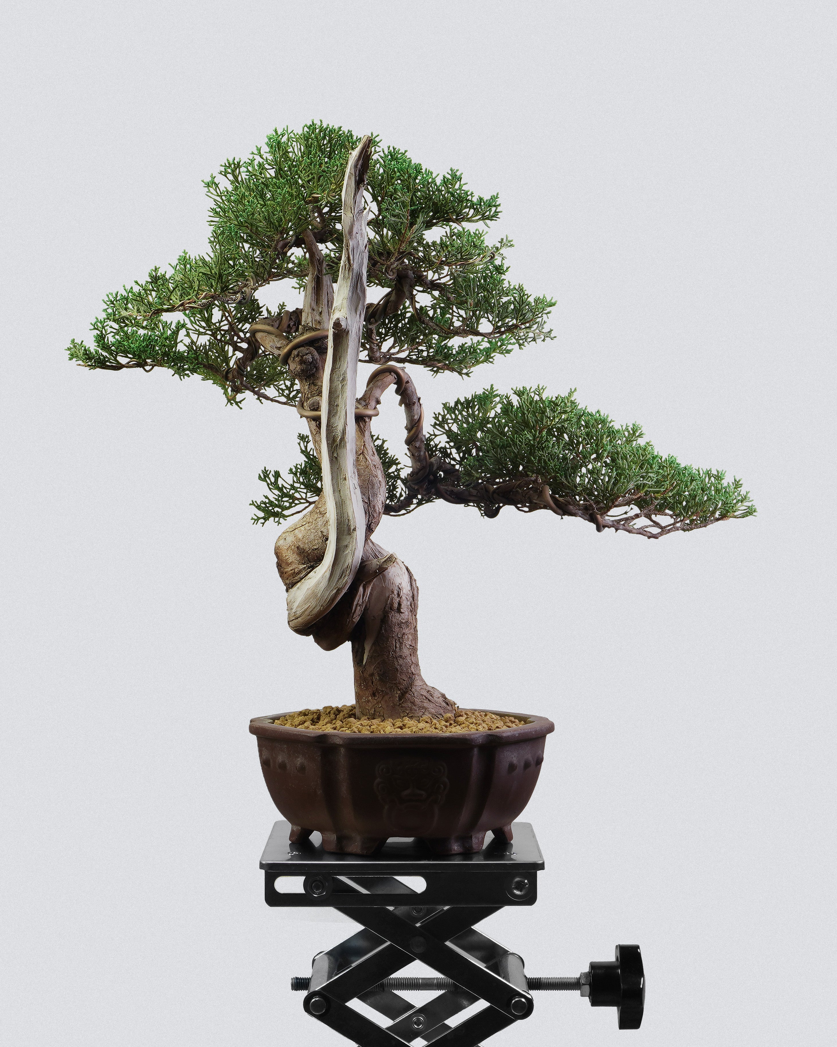 系魚川真柏 Itoigawa Shimpaku Juniper 貫穿式白色舍利干與樹冠展示 盆景香港室內植物