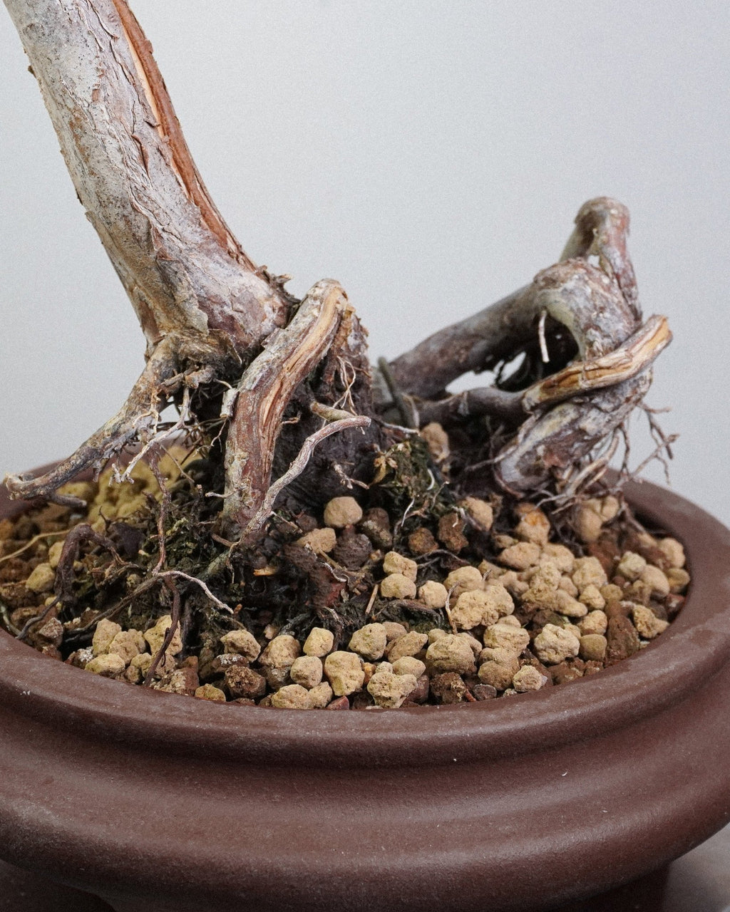 系魚川真柏 Itoigawa Shimpaku Juniper 樹幹底部根基與赤玉土盆面 室内綠色裝飾